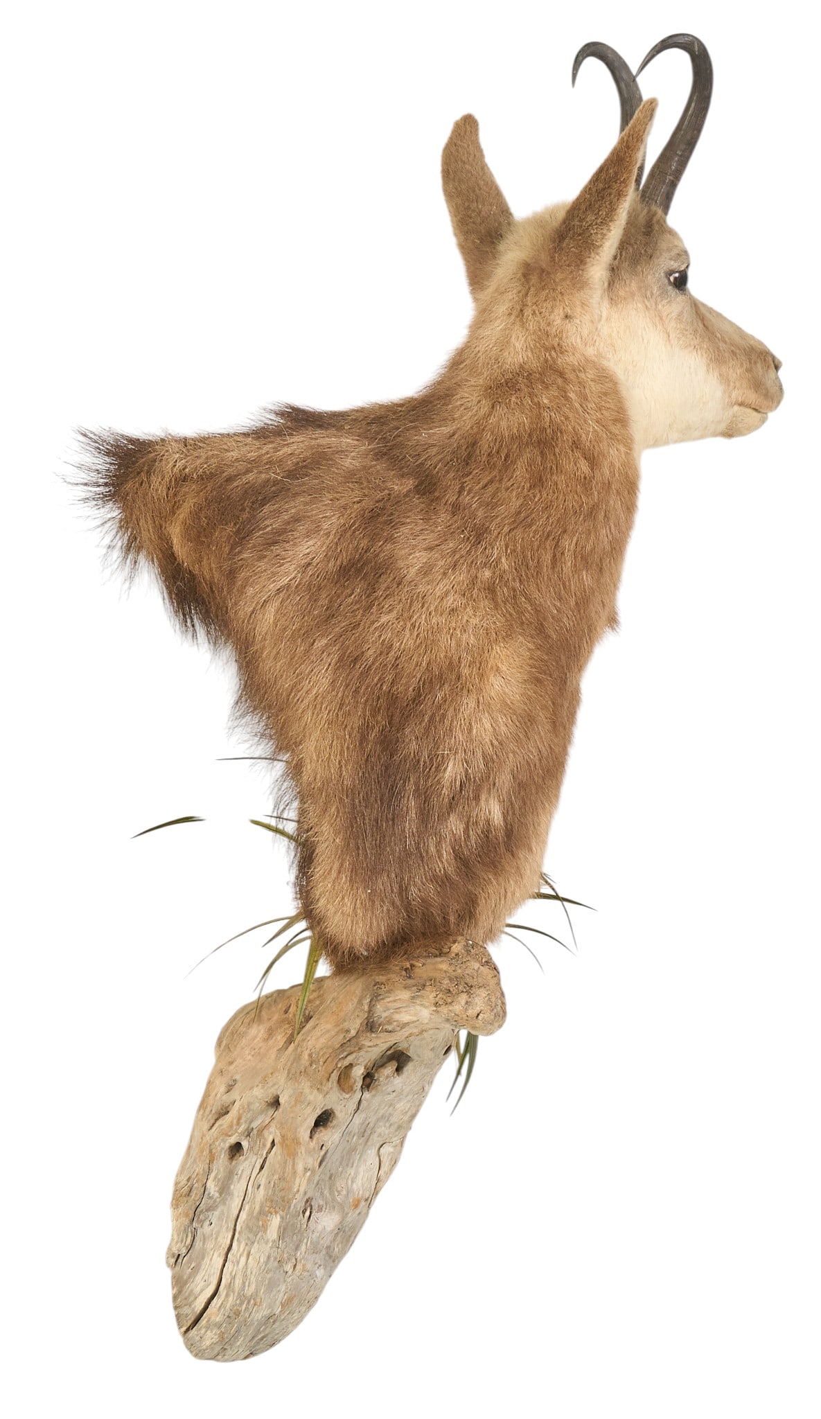 Chamois Shoulder Mount - 3