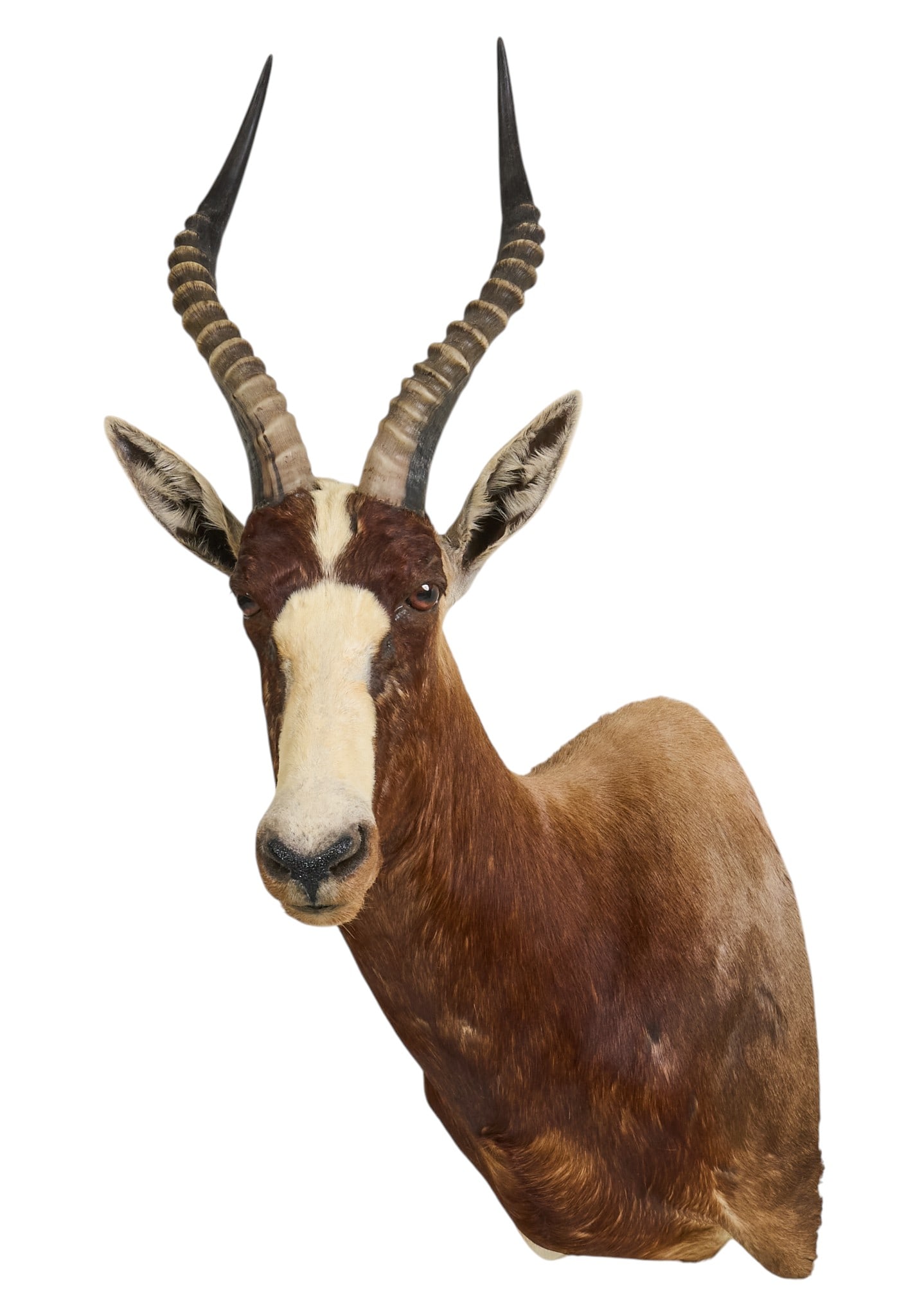 Blesbok Shoulder Mount (1 of 4)