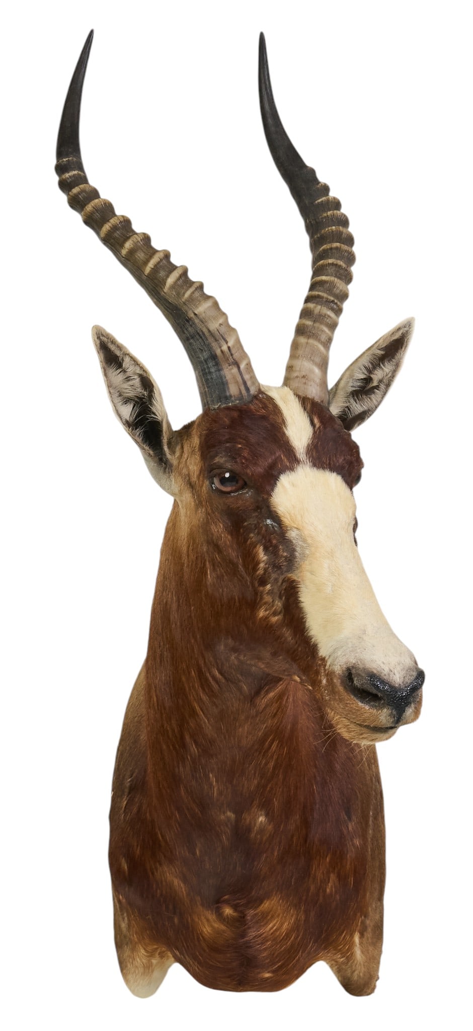 Blesbok Shoulder Mount - 2