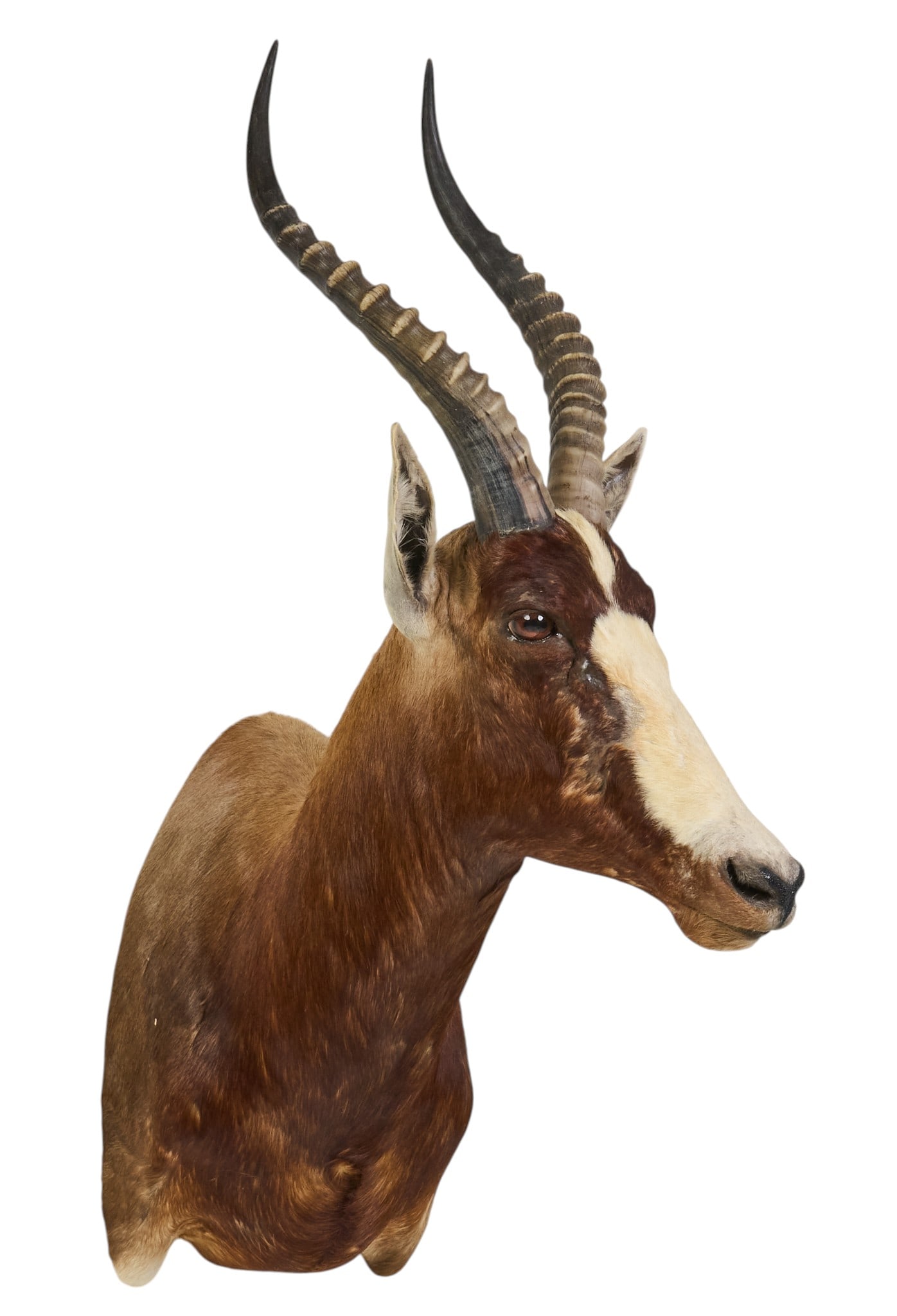 Blesbok Shoulder Mount - 3