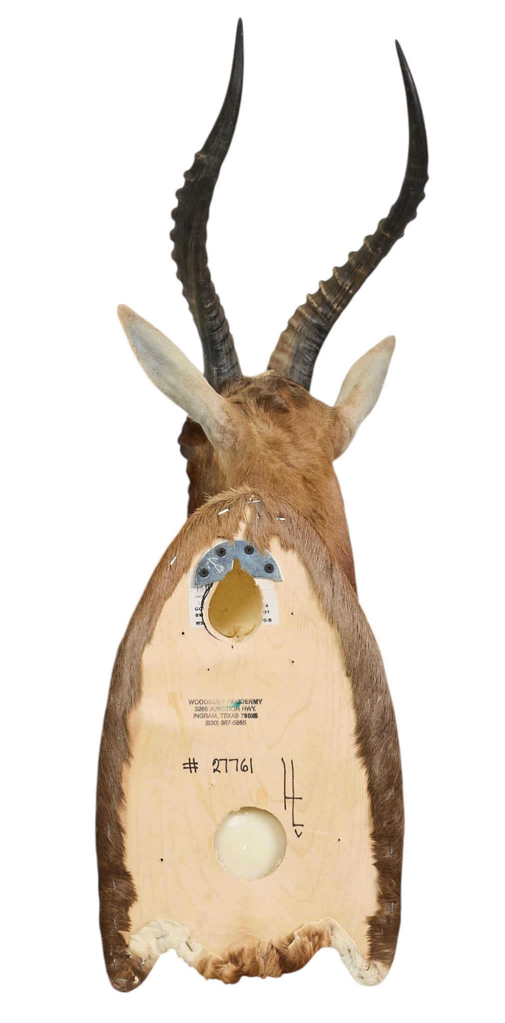 Blesbok Shoulder Mount - 4