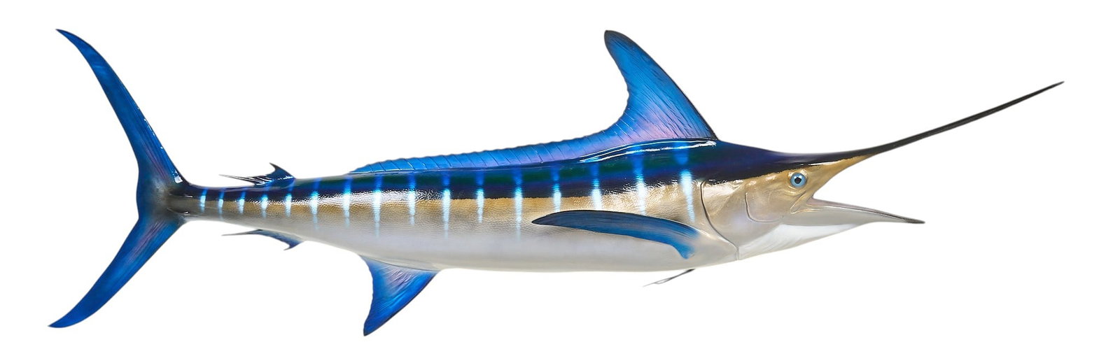 Sword Fish Full Body Mount: Sword fish full body replica height 34 in. x length 112 in. x depth 24 in. Provenance: Property from a home in San Antonio, Texas