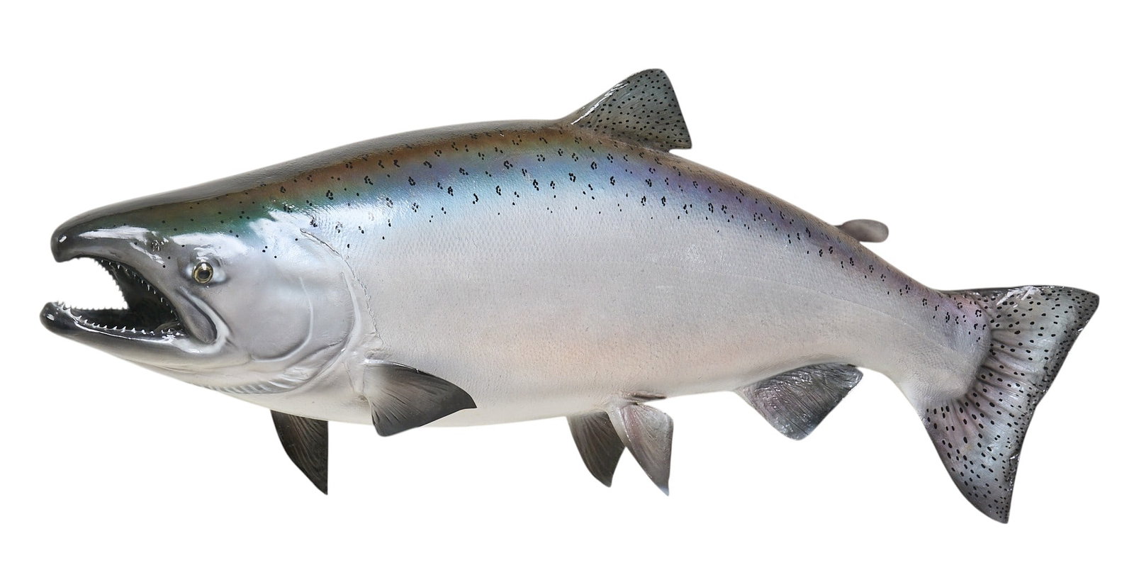 Large Chinook Fish Mount (1 of 4)