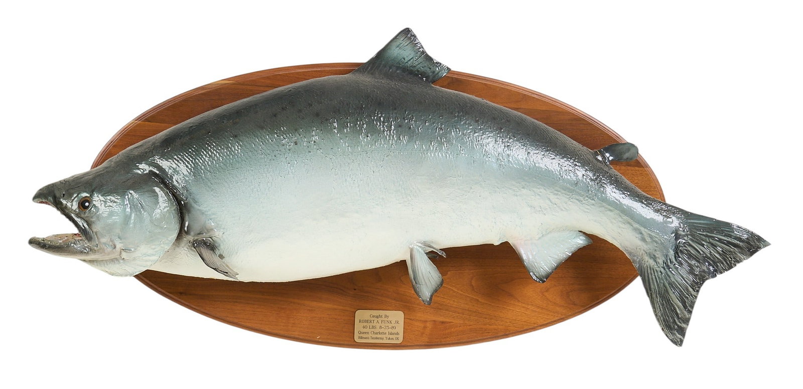 Chinook Trophy: Chinook trophy on plaque, 40lbs, caught August 23rd 1989 height 22 in. x width 44 in. x depth 10 in. Provenance: Property from the Estate of Robert A. "Bob" Funk Sr. -