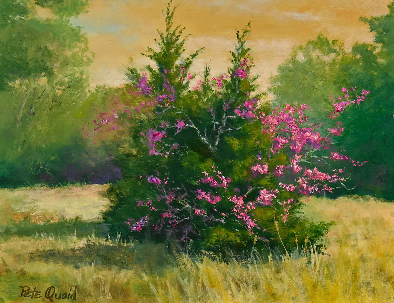 Pete Quaid, "Complimentary Red Buds" (1 of 6)