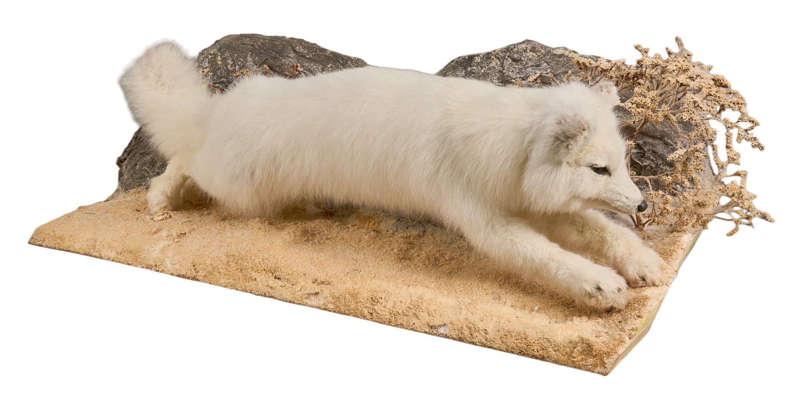 Full Body Arctic Fox Mount (1 of 5)