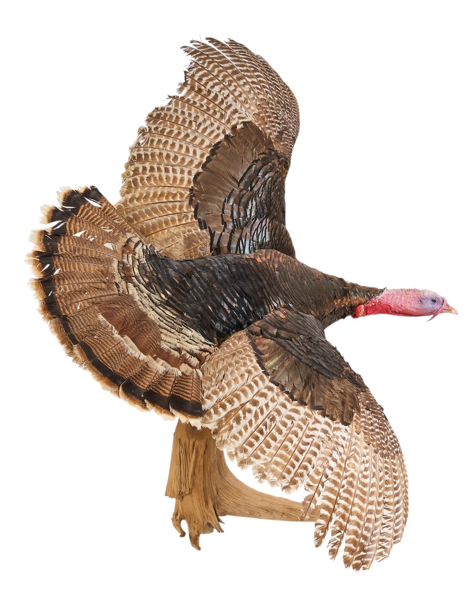 Taxidermy Full Body Turkey Mount: Full-body taxidermy mount of a wild turkey in flight, mounted on a rustic wooden base height 48 in. x width 38 in. x depth 25 in. Provenance: Property from the Estate of Robert A. "Bob"