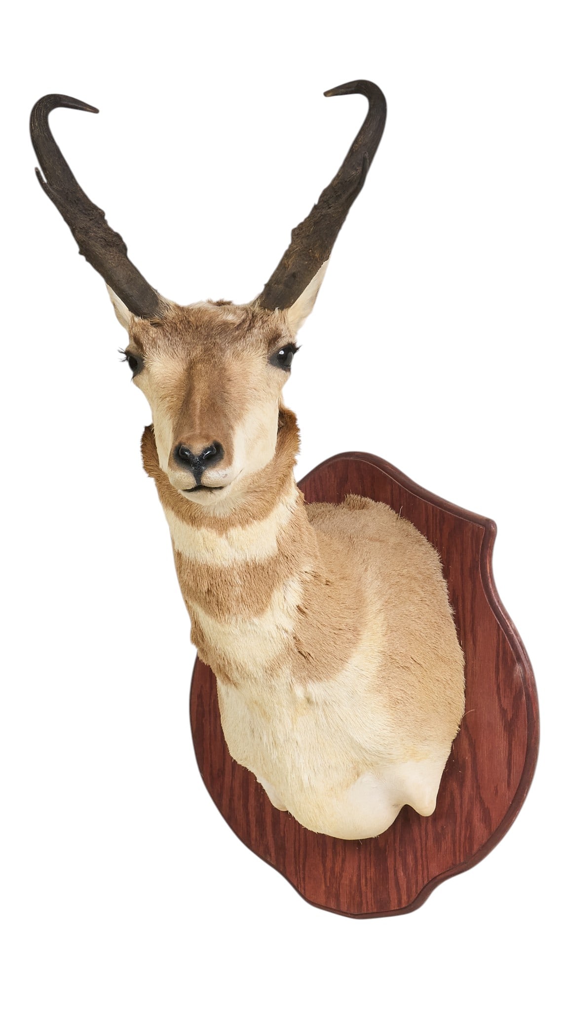 Pronghorn Shoulder Mount: Pronghorn shoulder mount taxidermy height 37 in. x width 17 in. x depth 24 in. Provenance: Property from the Estate of Robert A. "Bob" Funk Sr. - trailblazing American businessman,