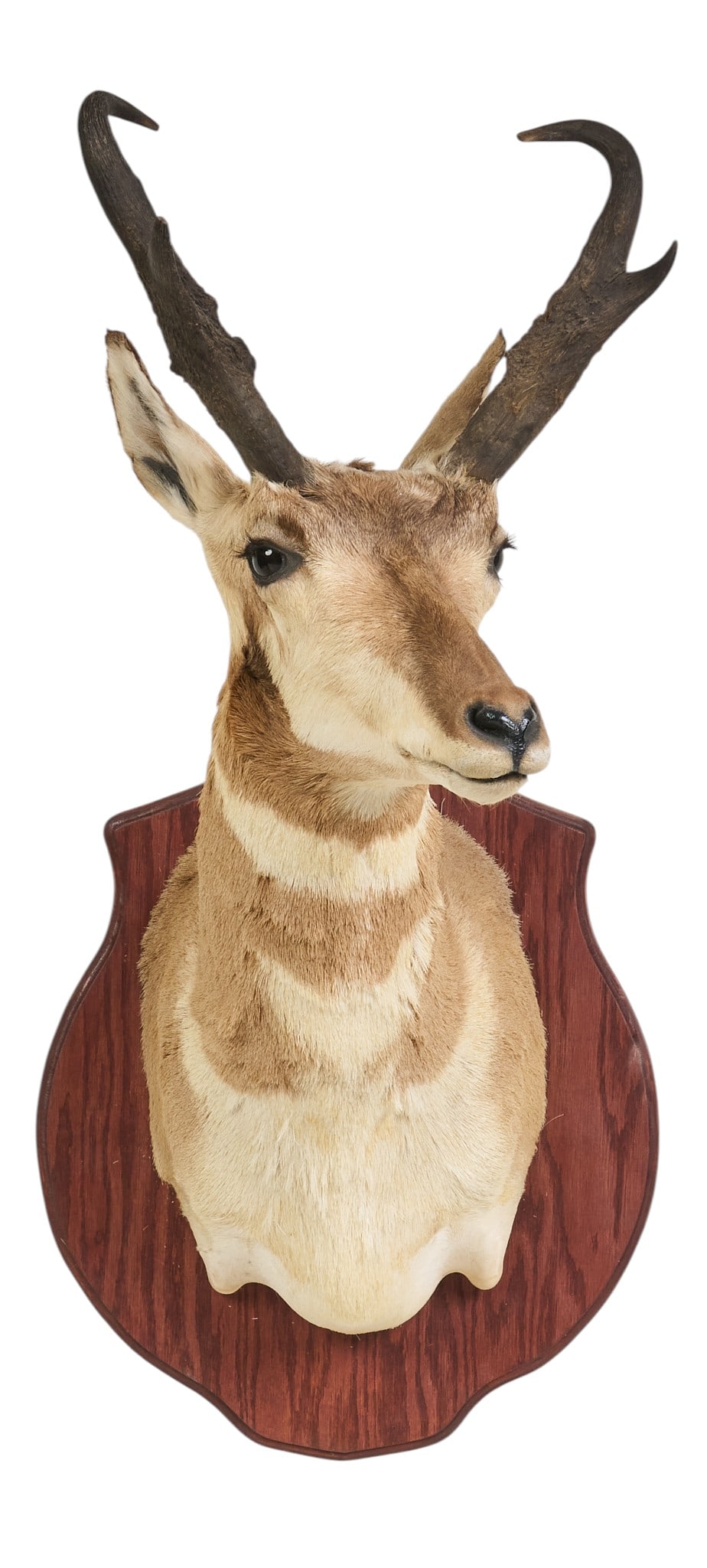 Pronghorn Shoulder Mount - 2