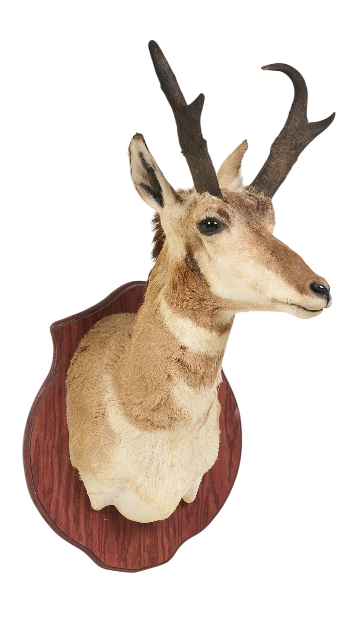 Pronghorn Shoulder Mount - 3
