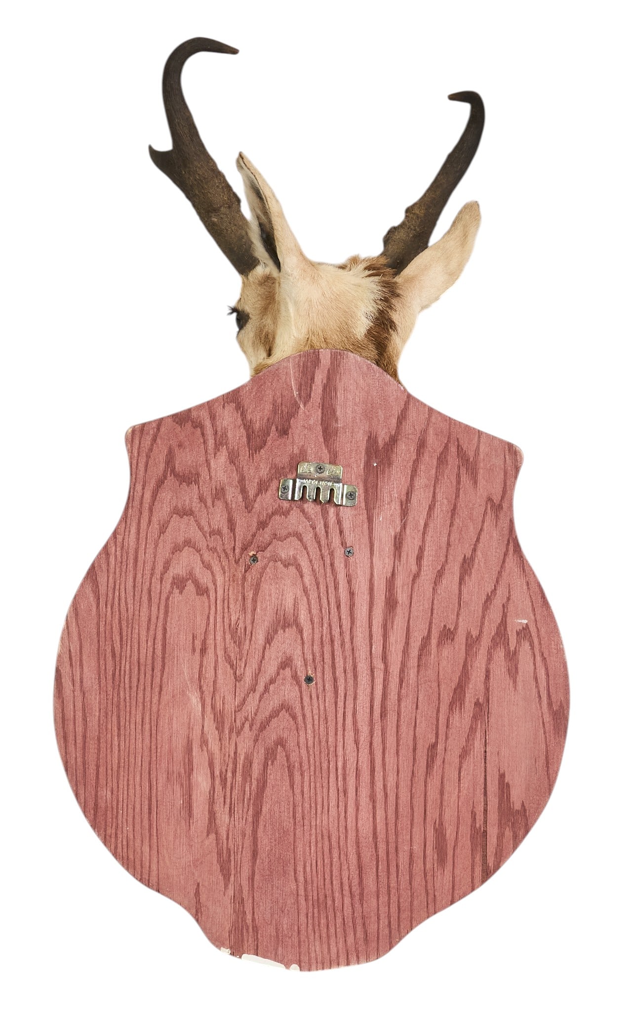 Pronghorn Shoulder Mount - 4