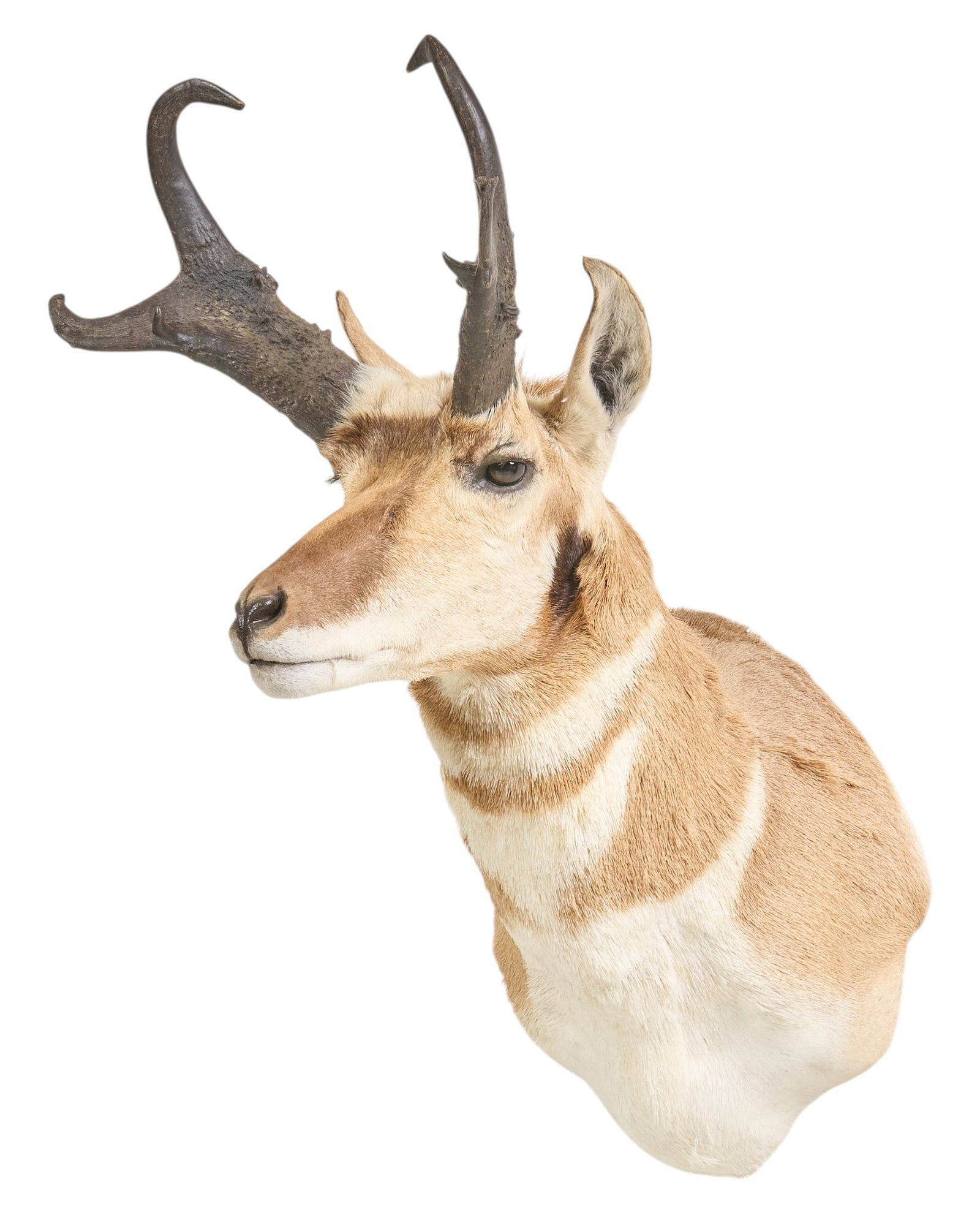 Pronghorn Shoulder Mount: Pronghorn shoulder mount taxidermy height 28 in. x width 16 in. x depth 22 in. Provenance: Property from the Estate of Robert A. "Bob" Funk Sr. - trailblazing American businessman, phi
