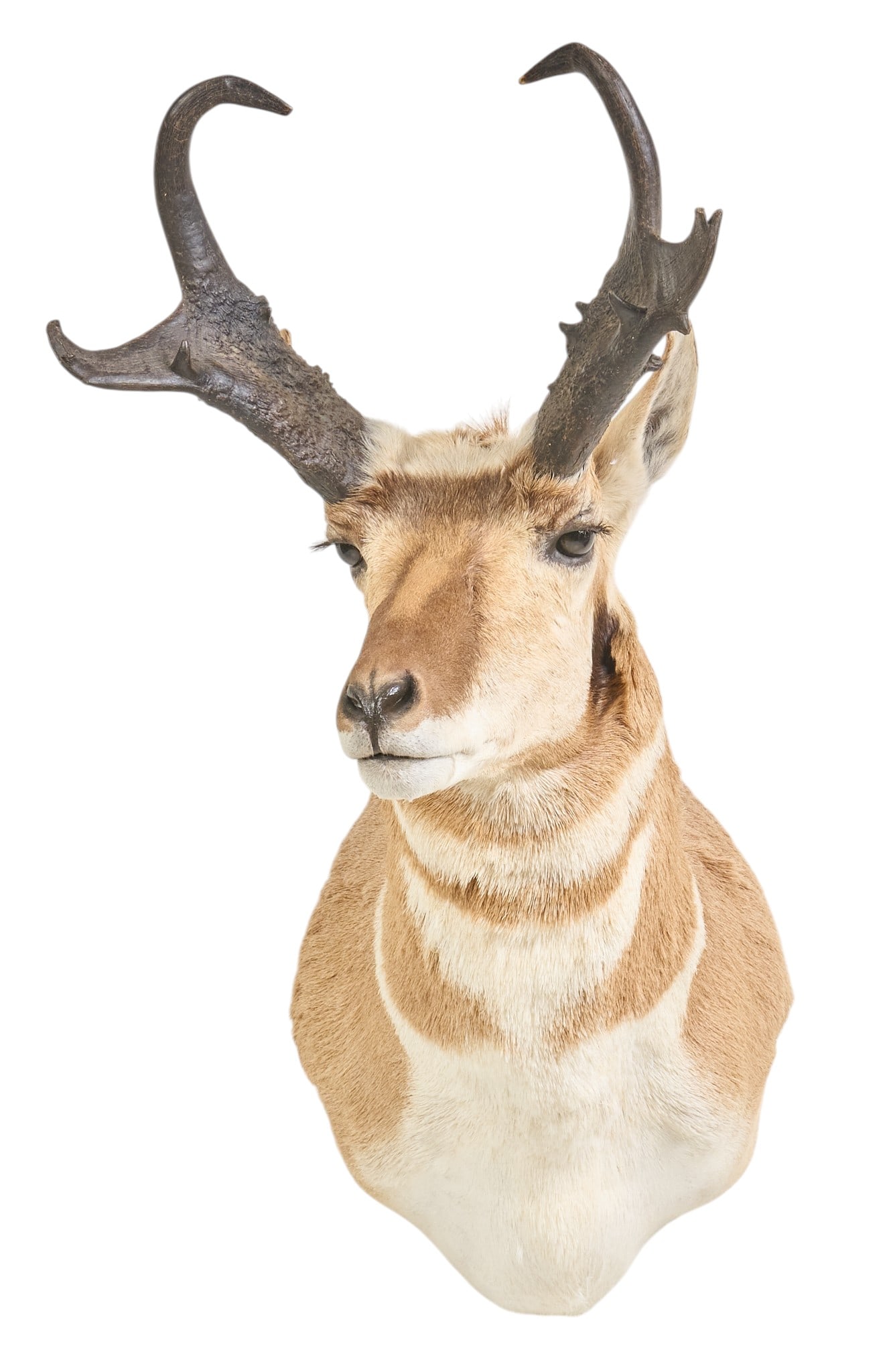 Pronghorn Shoulder Mount - 2