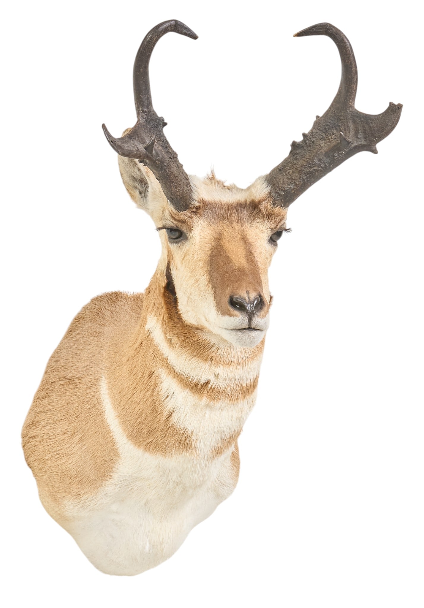 Pronghorn Shoulder Mount - 3