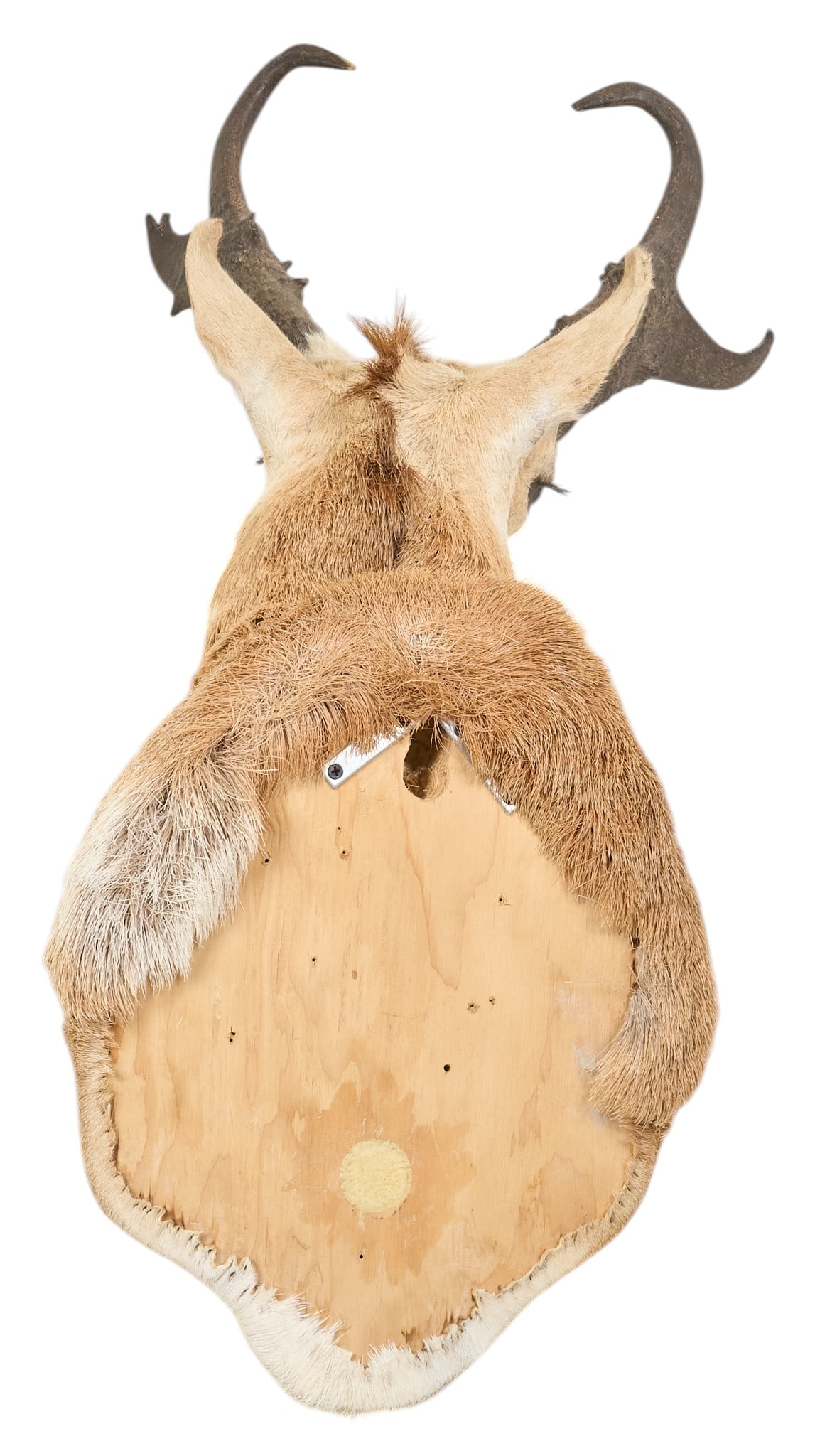 Pronghorn Shoulder Mount - 4