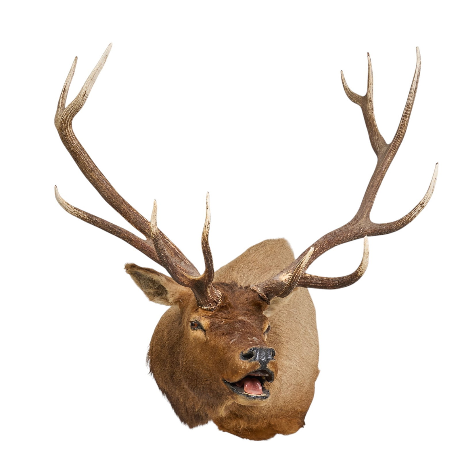 Elk Shoulder Mount: Elk shoulder taxidermy mount height 56 in. x width 45 in. x depth 52 in. Provenance: Property from the Estate of Robert A. "Bob" Funk Sr. - trailblazing American businessman,