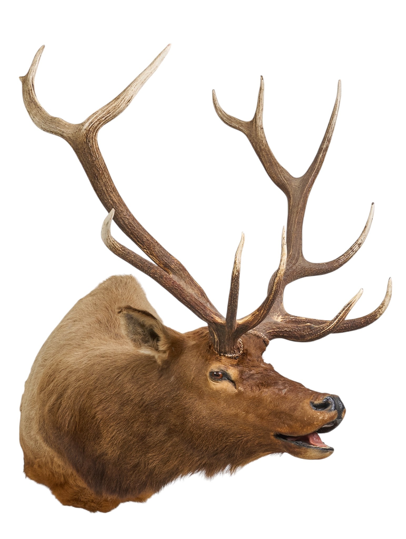 Elk Shoulder Mount - 2