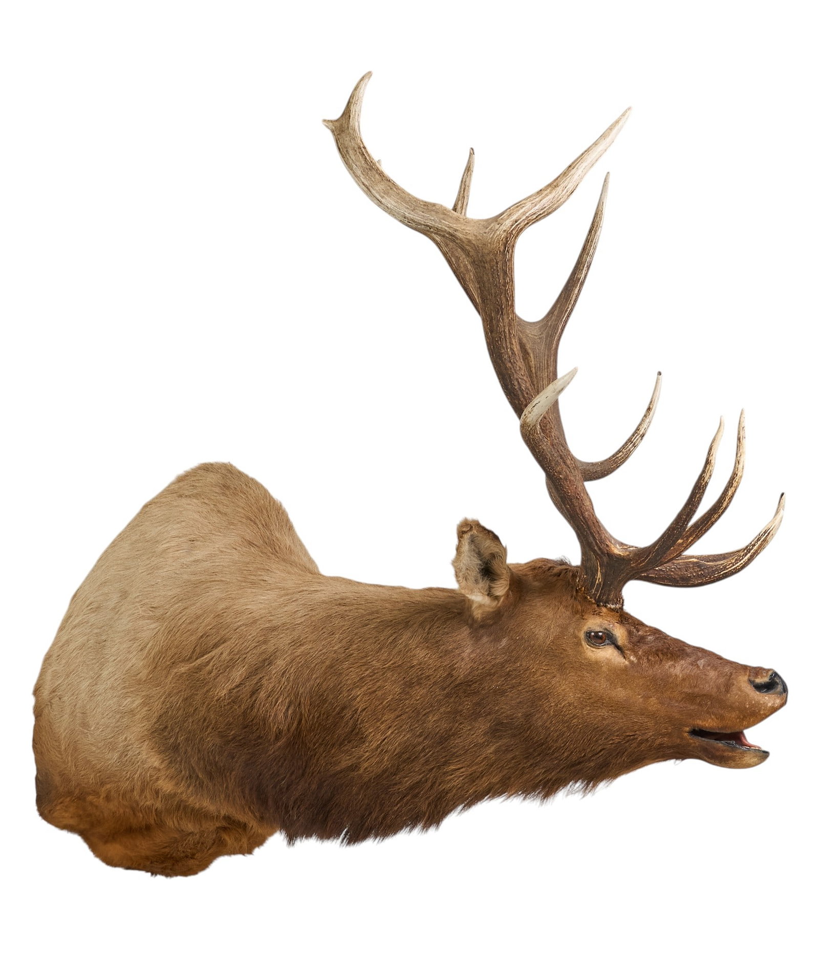 Elk Shoulder Mount - 3