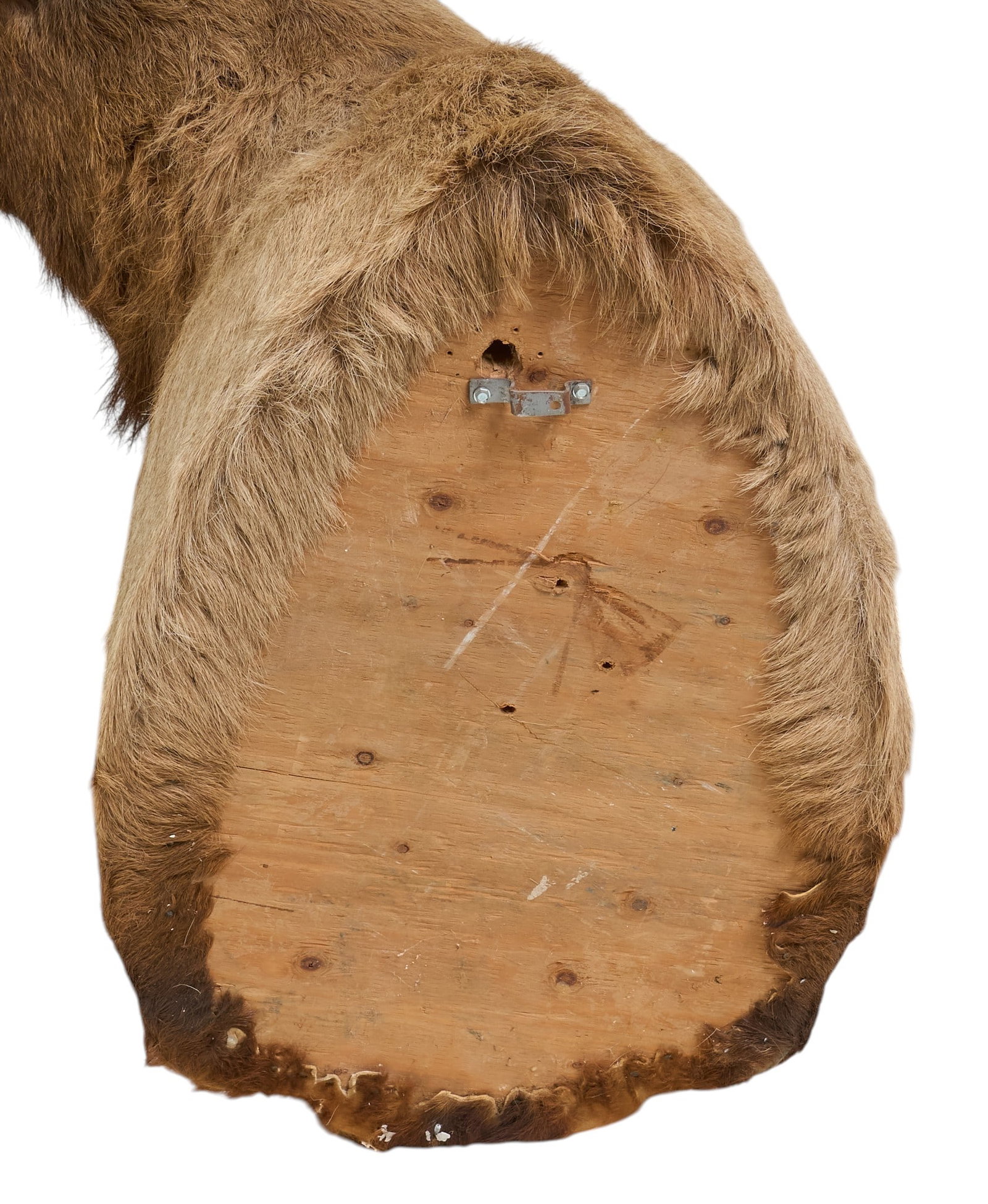 Elk Shoulder Mount - 6
