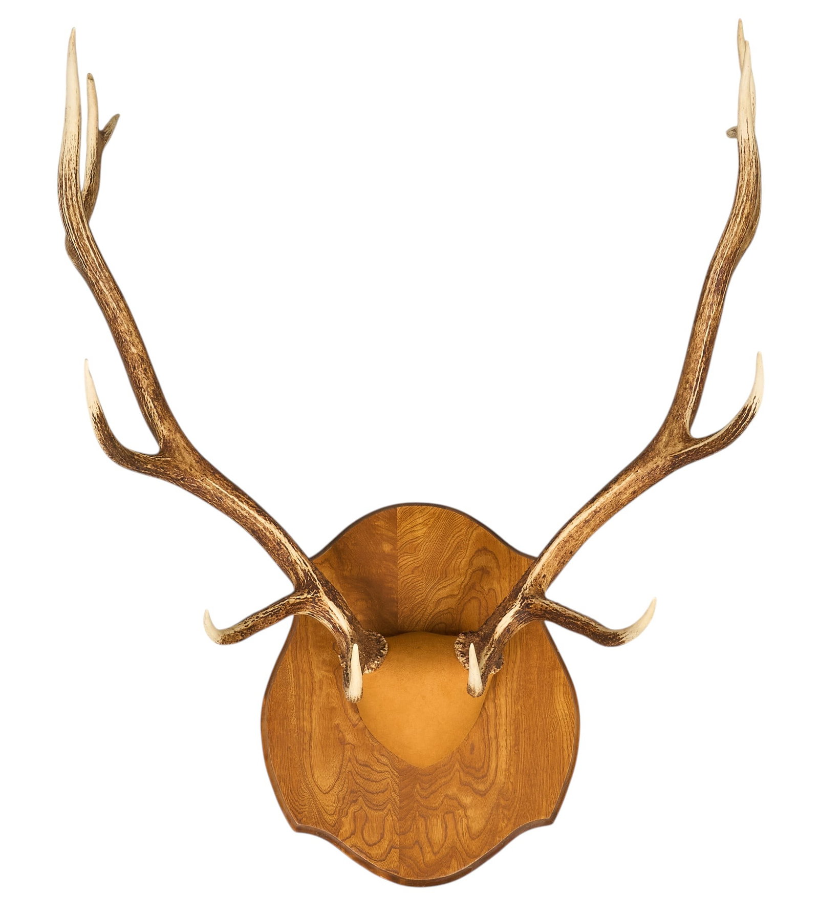 12-Point Rack of Elk Horns (1 of 3)