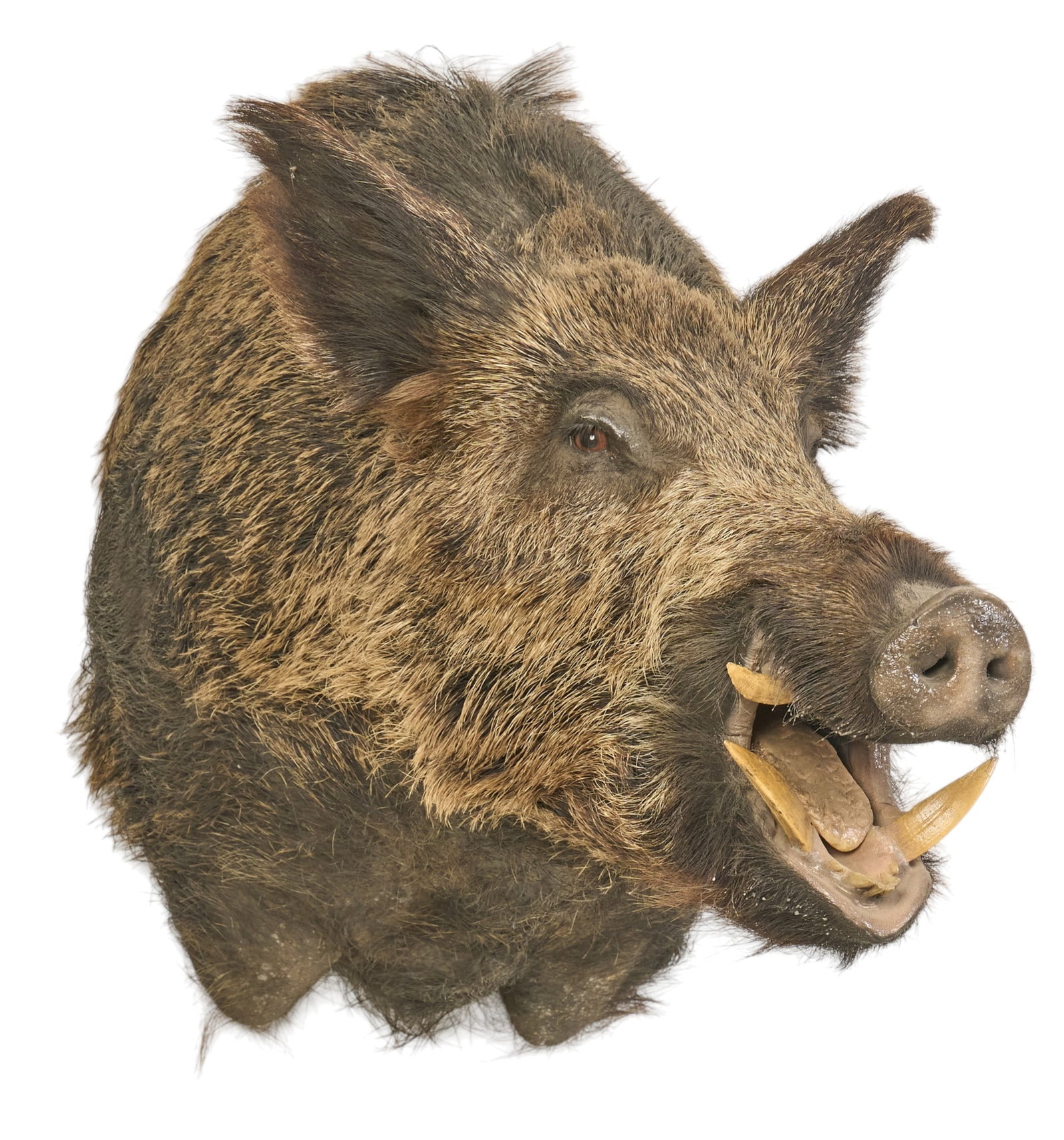 Wild Boar Shoulder Mount: Wild boar shoulder mount taxidermy height 25 in. x width 32 in. x depth 17 in. Provenance: Property from a home in San Antonio, Texas