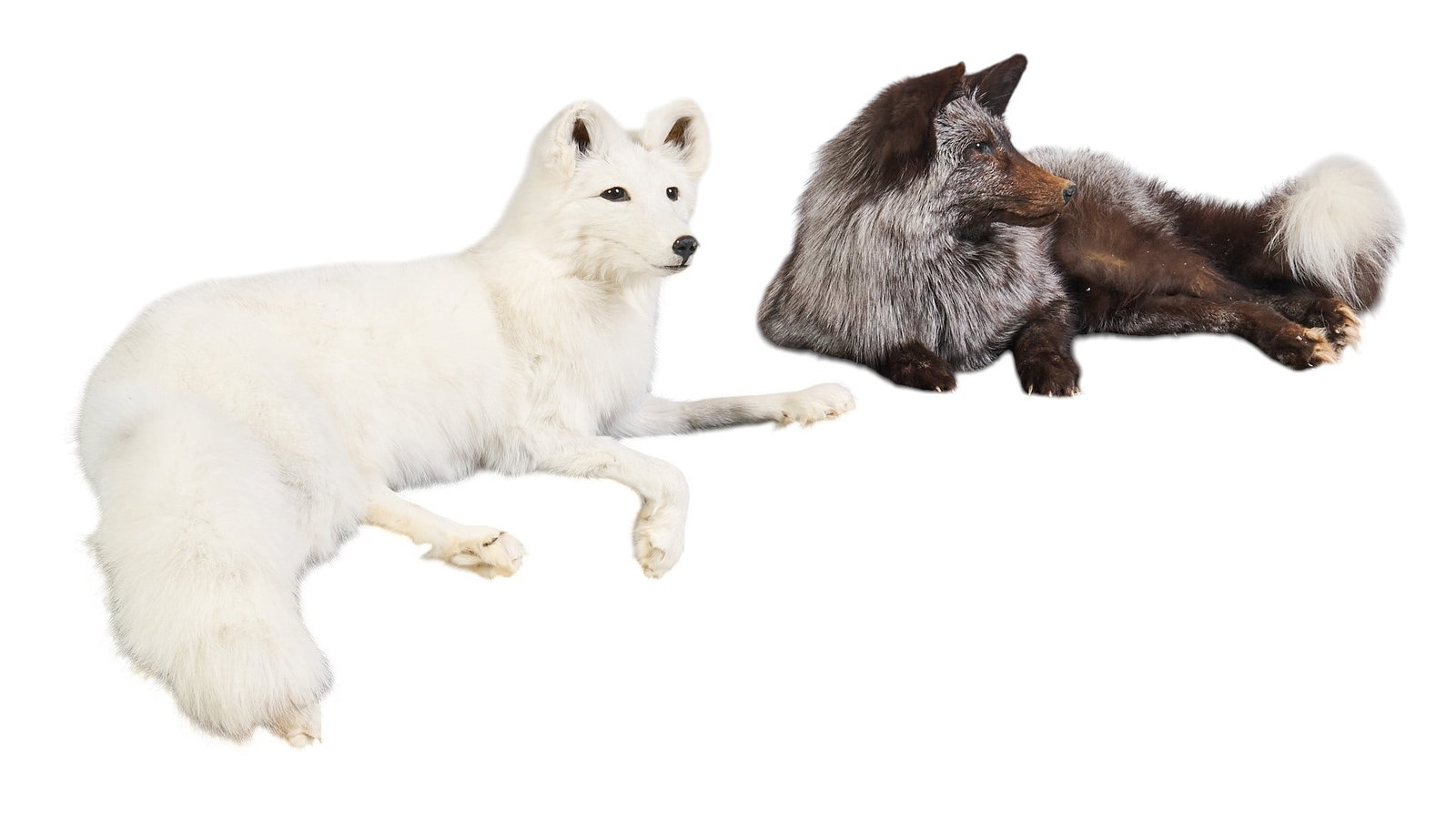 (2) Full Body Fox Mounts (1 of 4)