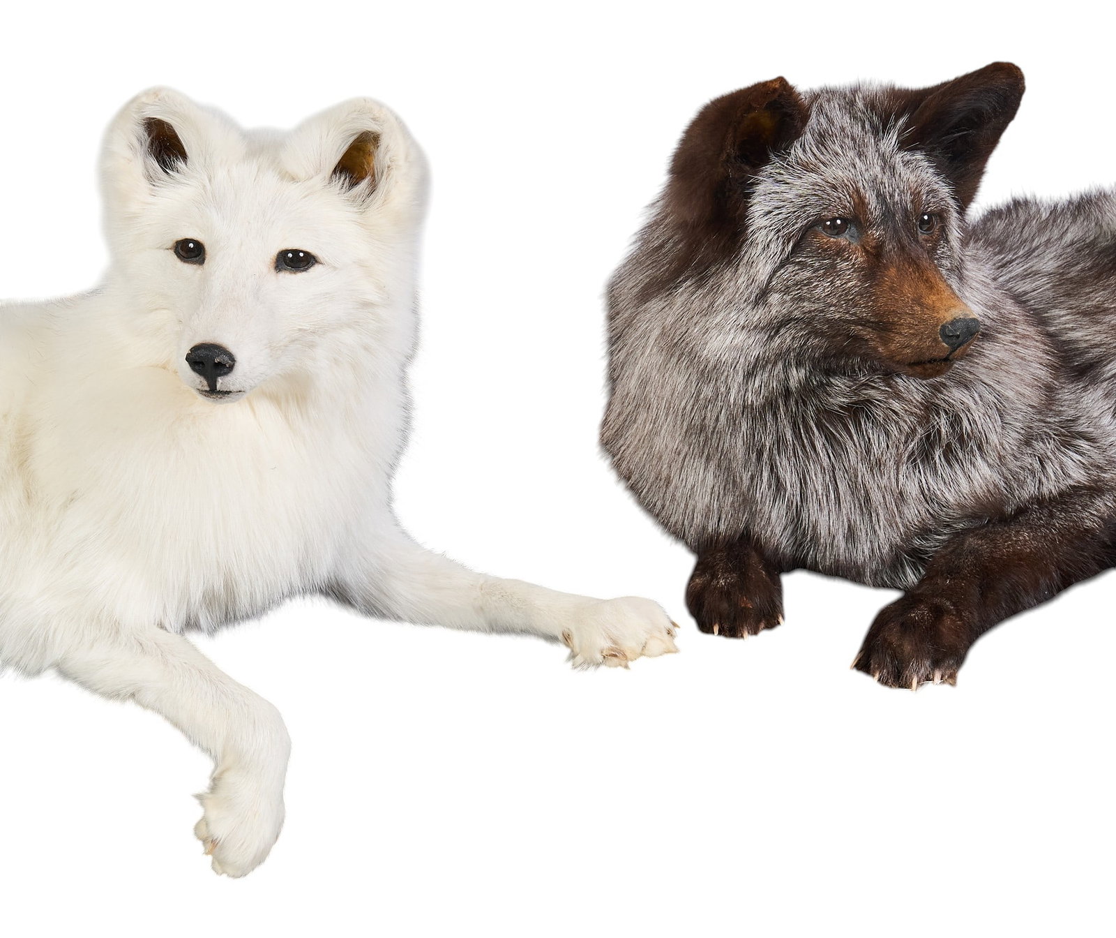 (2) Full Body Fox Mounts - 3