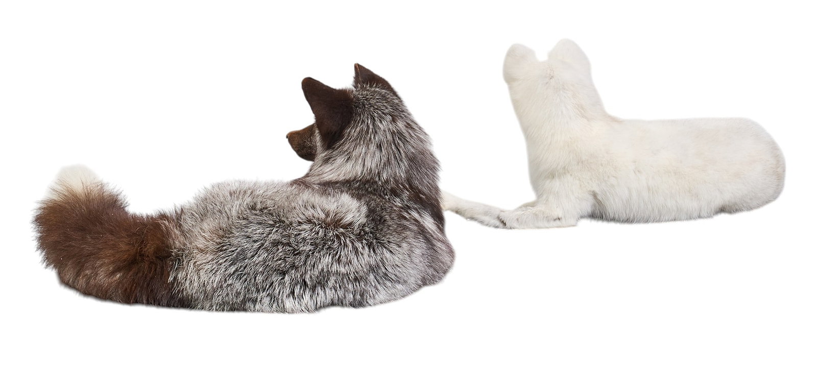 (2) Full Body Fox Mounts - 4