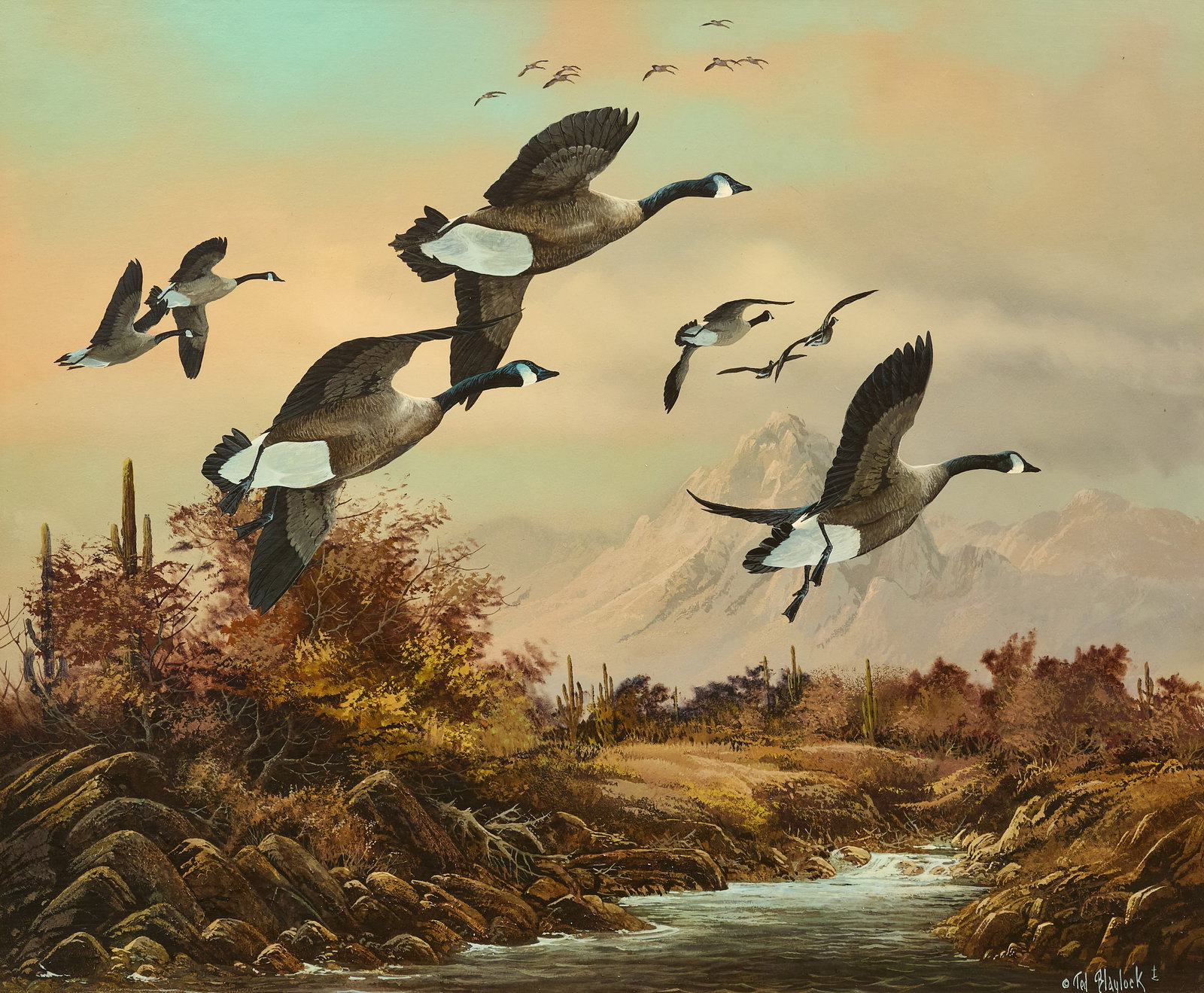 Ted Blaylock, Canadian Geese: Ted Blaylock (Amer., 1940-2022), flying Canadian geese, oil on panel, signed lower right sight: 20 x 24 in., frame: 29.5 x 33.5 in. Provenance: Property from the Estate of Robert A.
