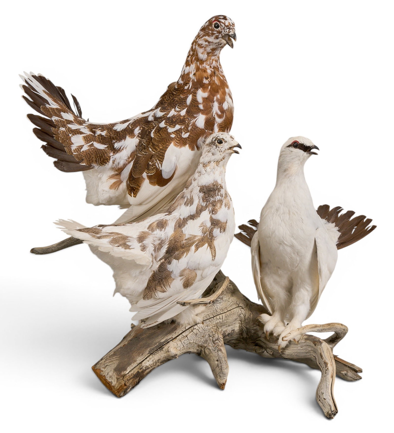 (3) Ptarmigan Grouse (1 of 4)