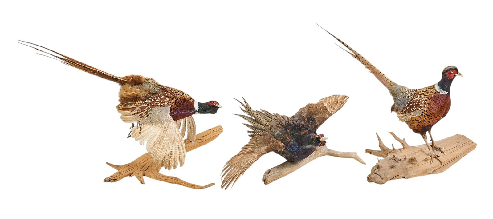 (3) Pheasant Display Mounts (1 of 3)