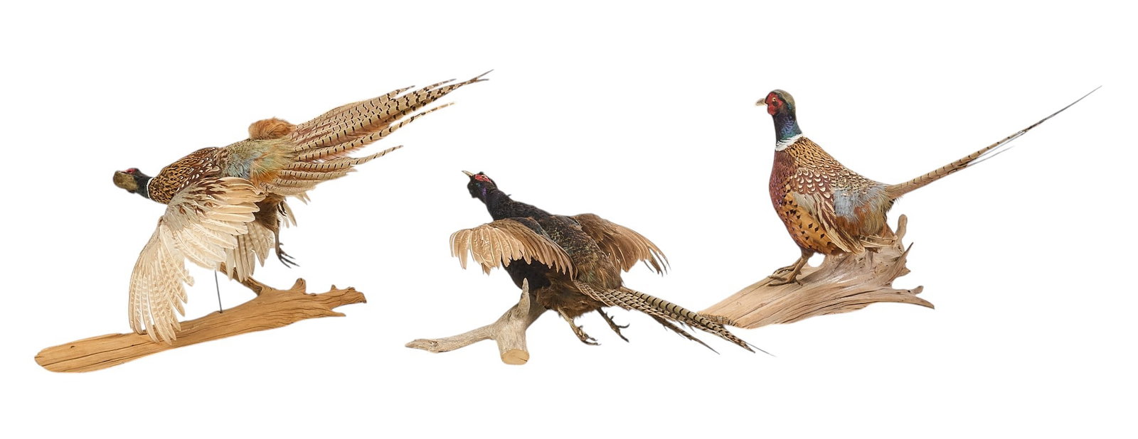 (3) Pheasant Display Mounts - 3