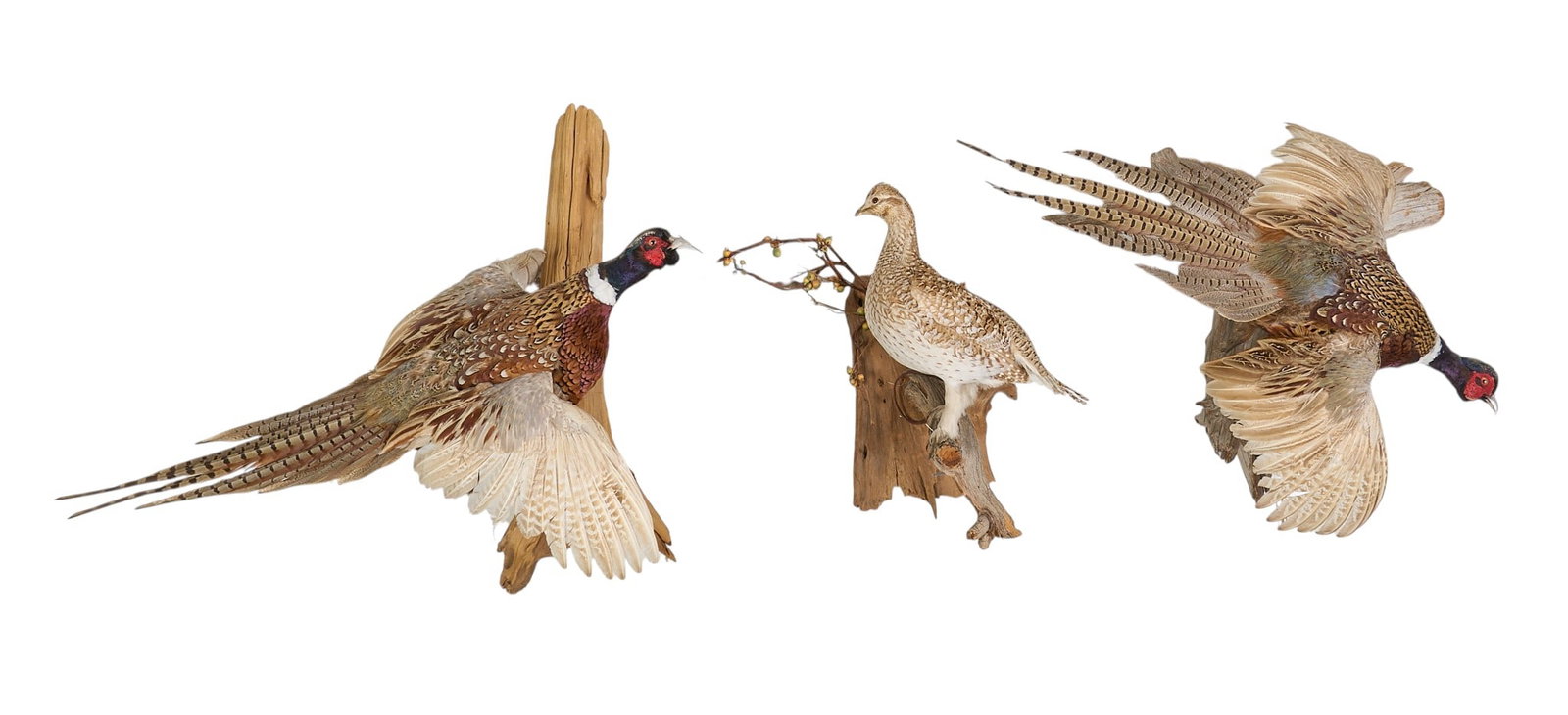 (3) Bird Taxidermy: Two pheasant full body taxidermy and one grouse height 27 in. x width 26 in. x depth 17 in. Provenance: Property from the Estate of Robert A. "Bob" Funk Sr. - trailblazing American