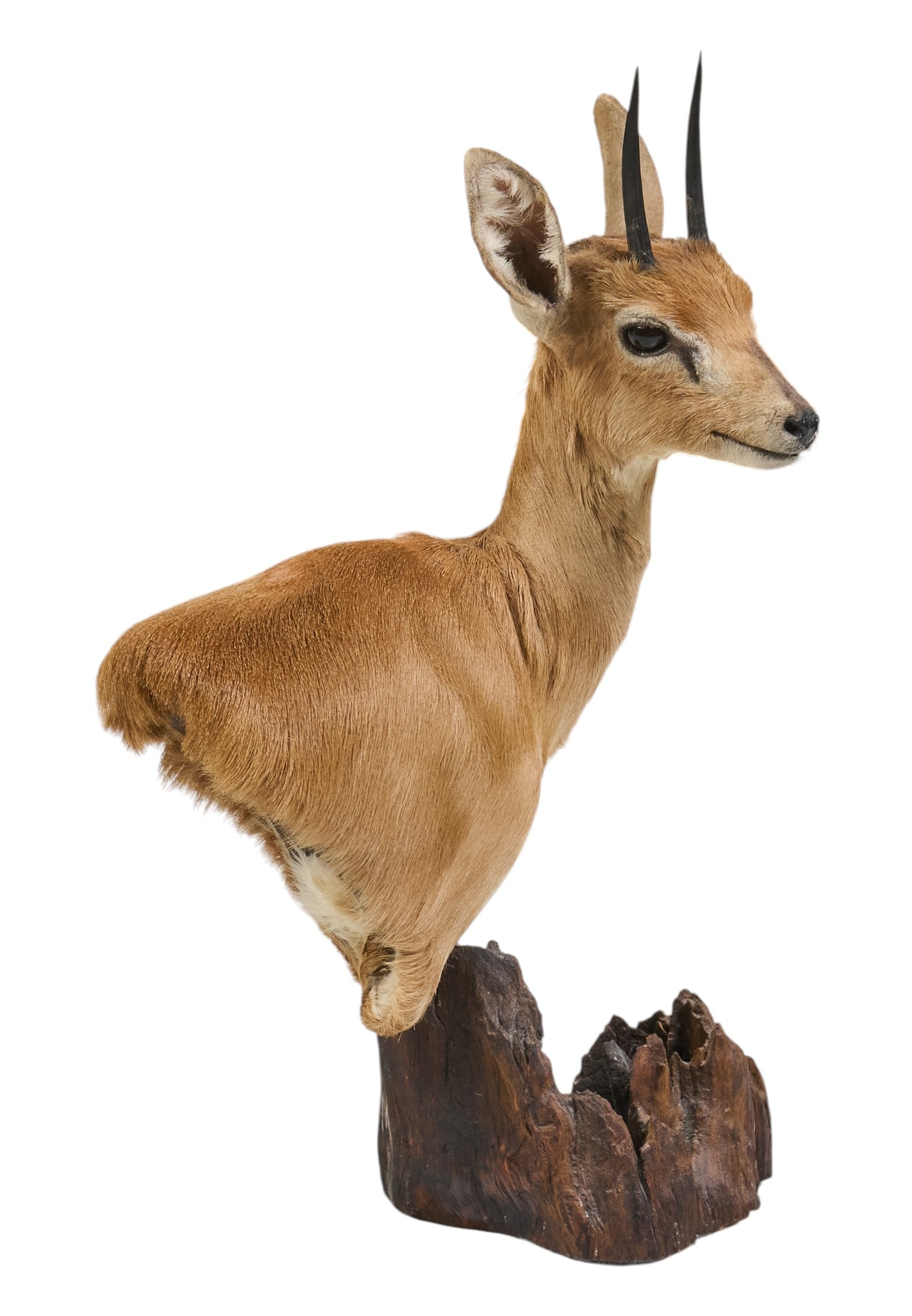 Steenbok Shoulder Mount: Steenbok shoulder mount taxidermy with live edge tree trunk base height 22.5 in. x width 14 in. x depth 9 in. Provenance: Property from a home in San Antonio, Texas