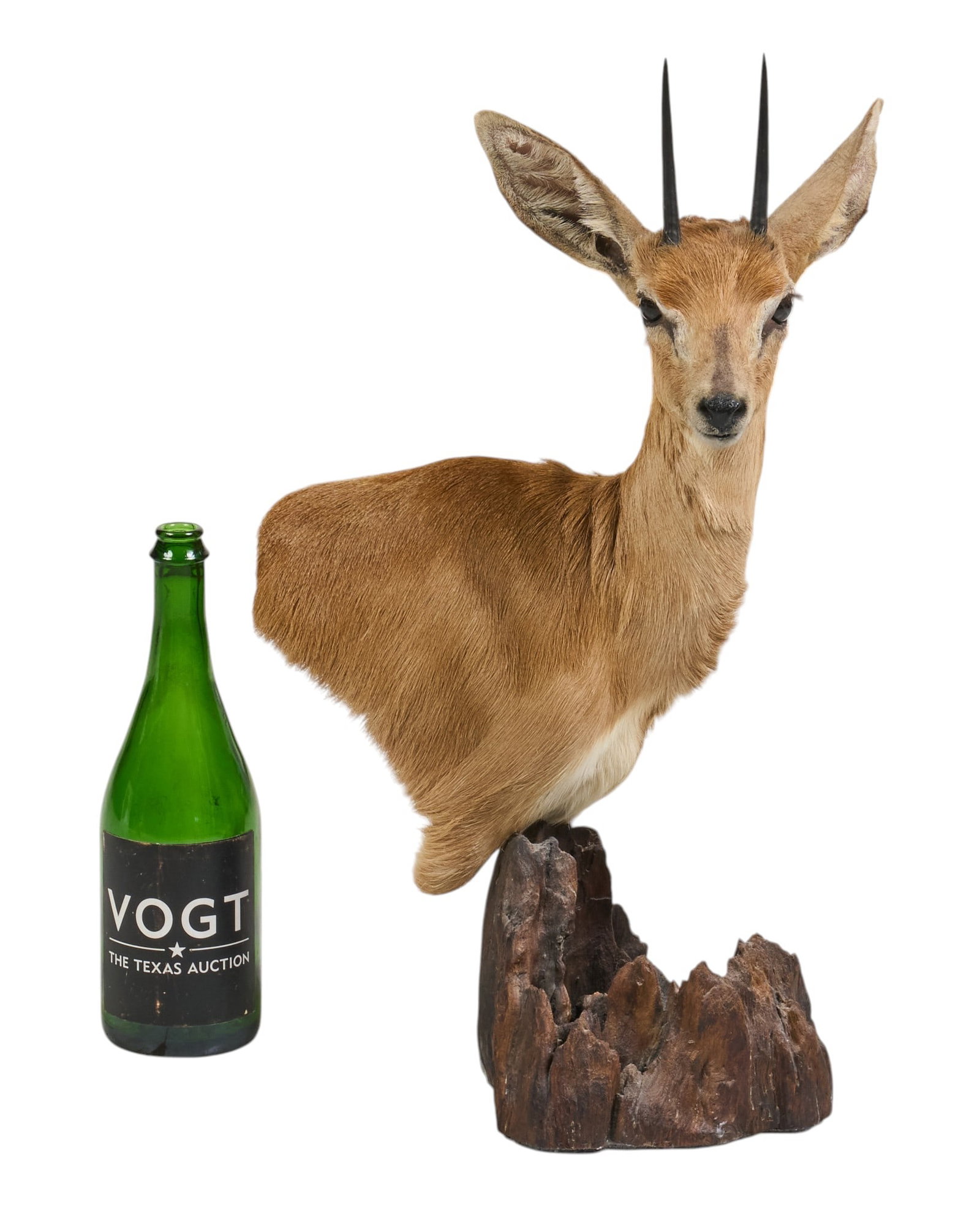 Steenbok Shoulder Mount - 2