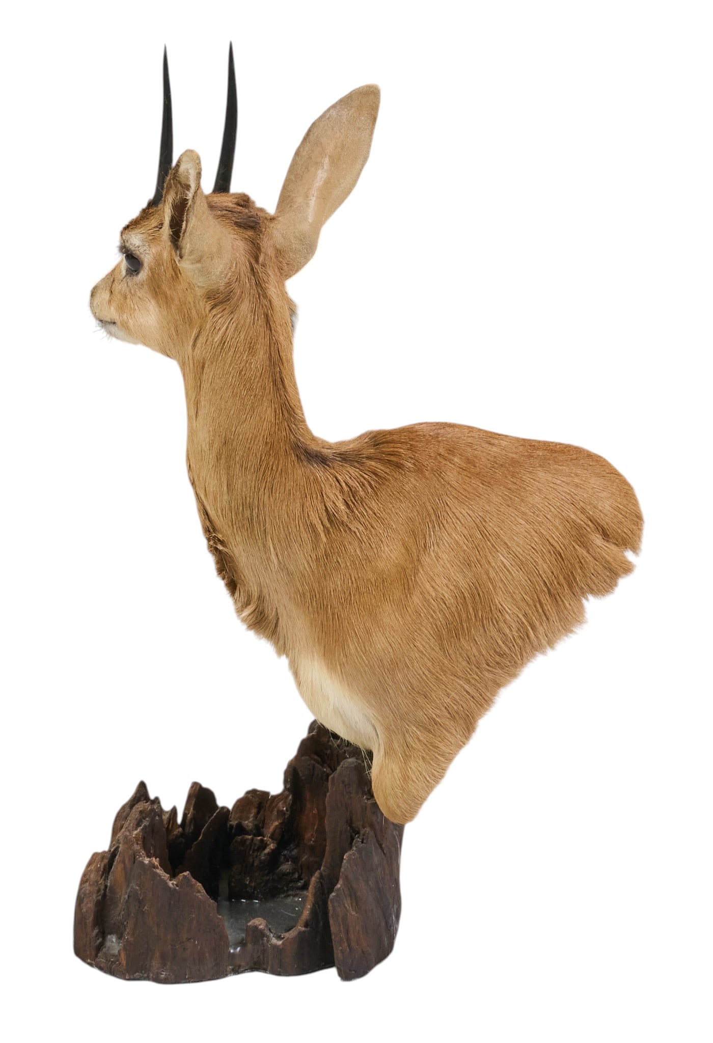 Steenbok Shoulder Mount - 3