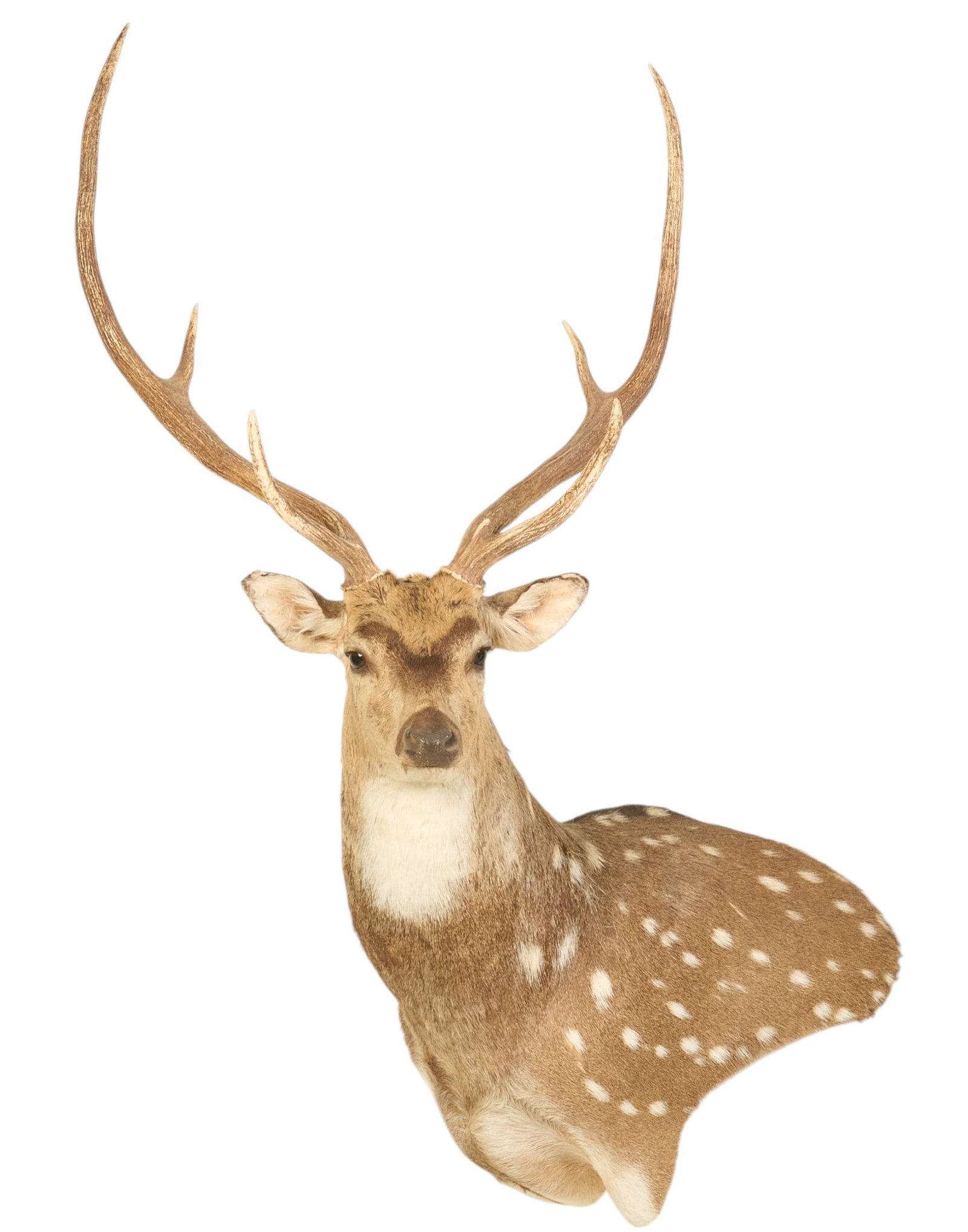 6-Point Axis Deer Shoulder Mount: Six-point buck axis deer shoulder mount taxidermy height 49 in. x width 35 in. x depth 24 in. Provenance: Property from a home in San Antonio, Texas