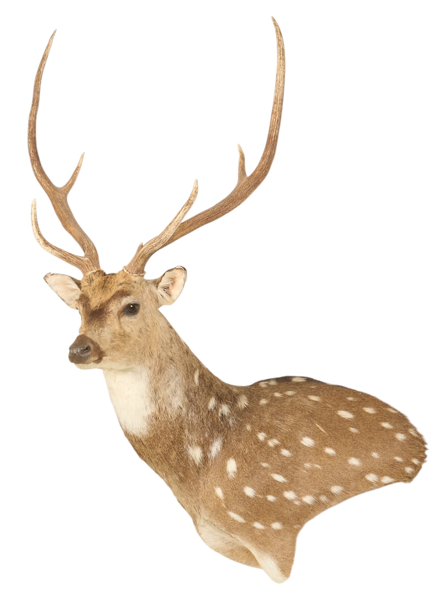 6-Point Axis Deer Shoulder Mount - 2
