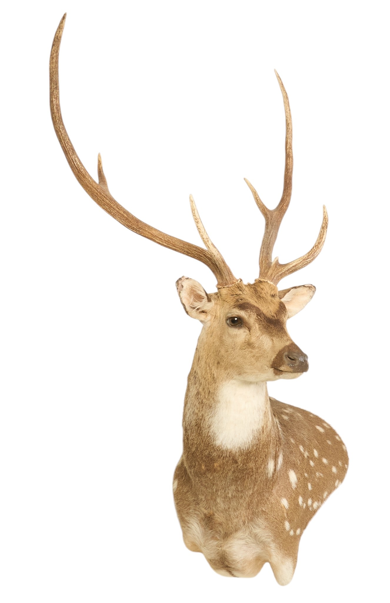 6-Point Axis Deer Shoulder Mount - 3
