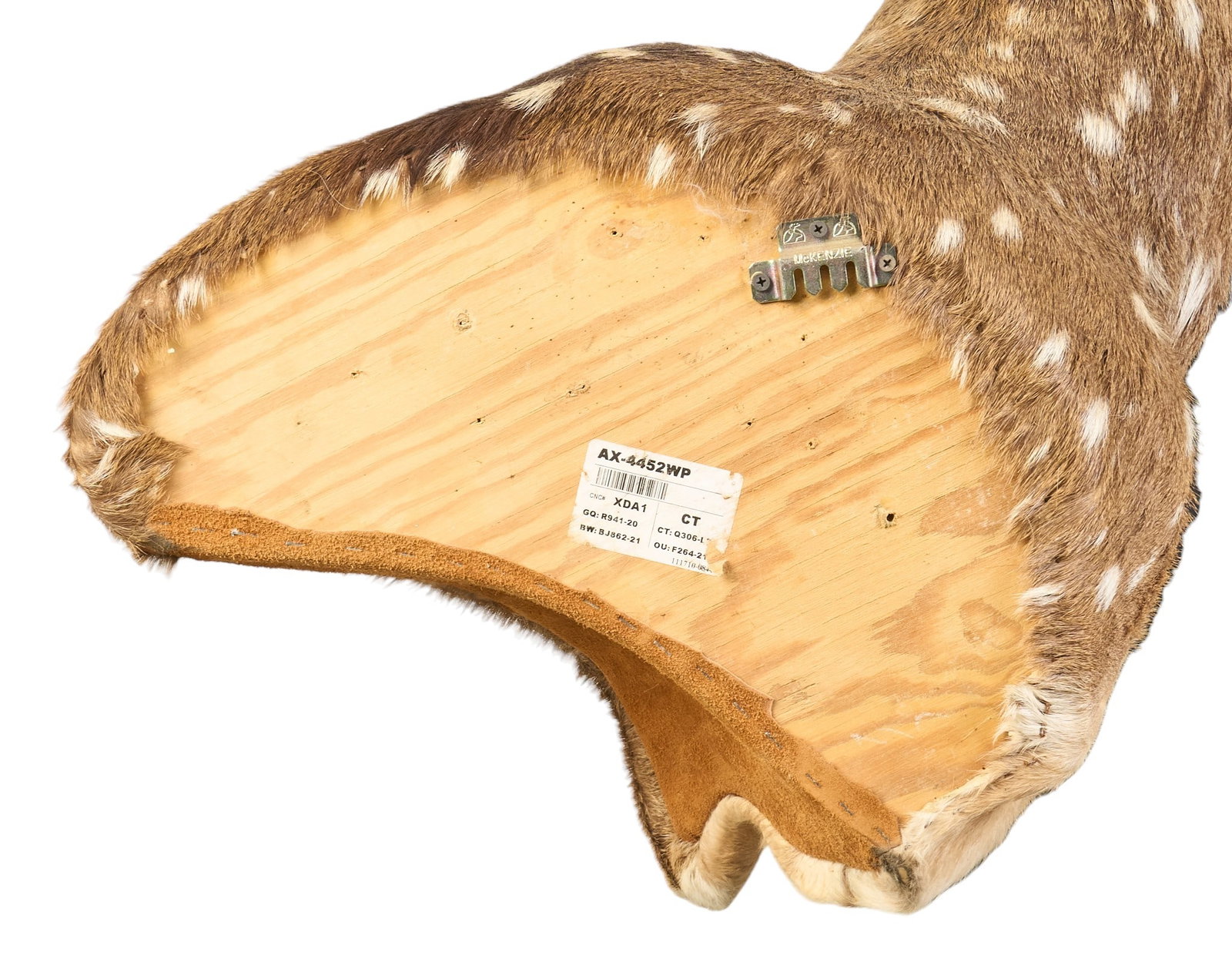 6-Point Axis Deer Shoulder Mount - 4