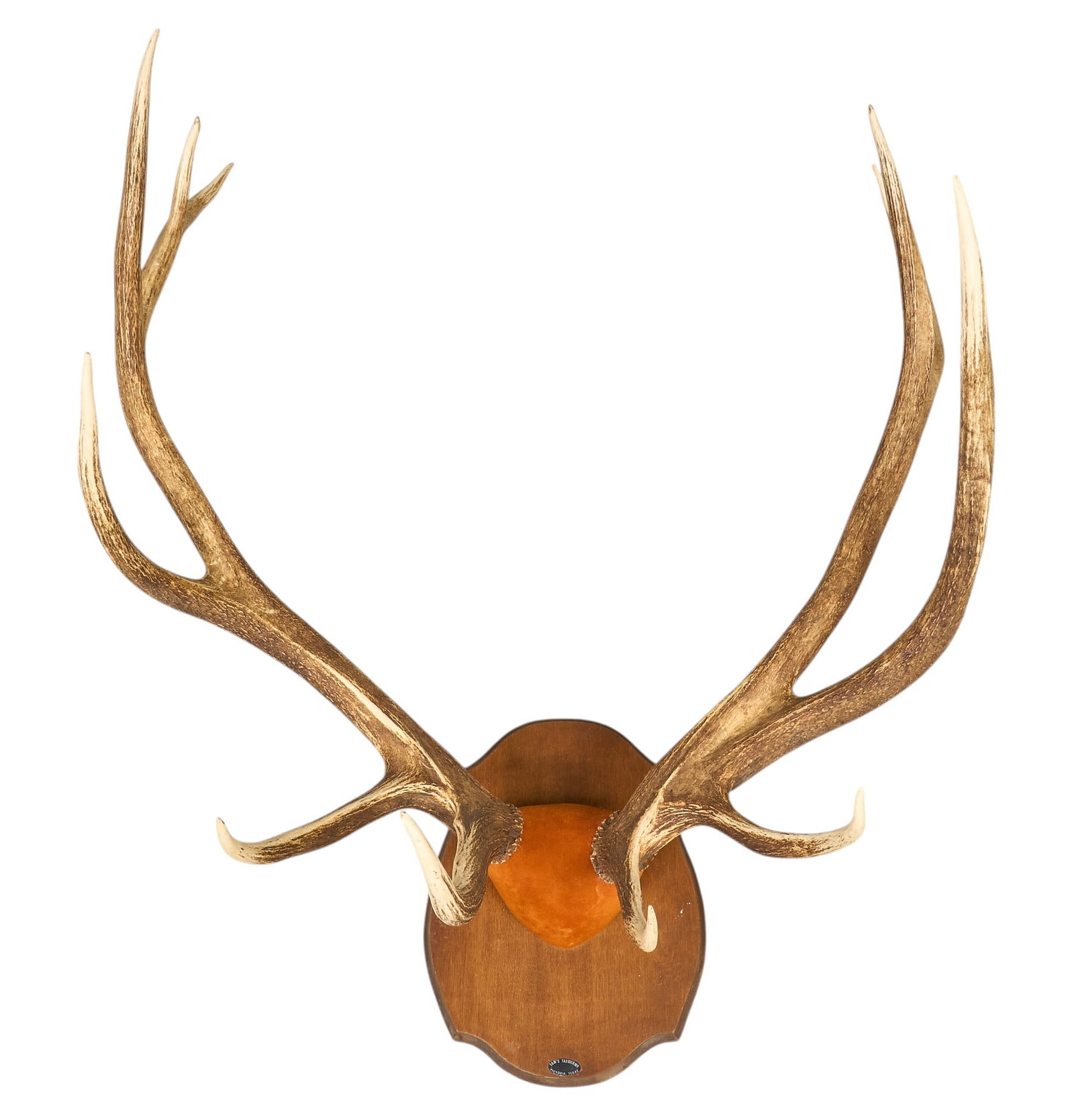 11 Point Elk Antlers (1 of 4)