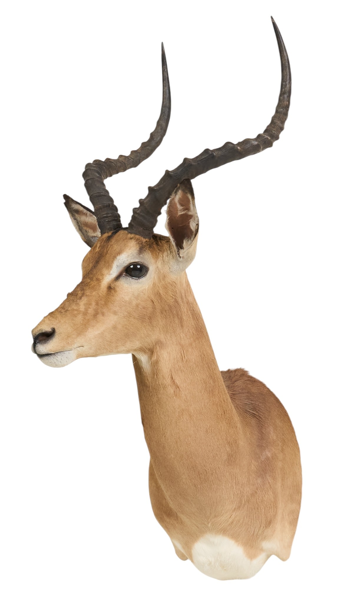 Impala Shoulder Mount (1 of 4)