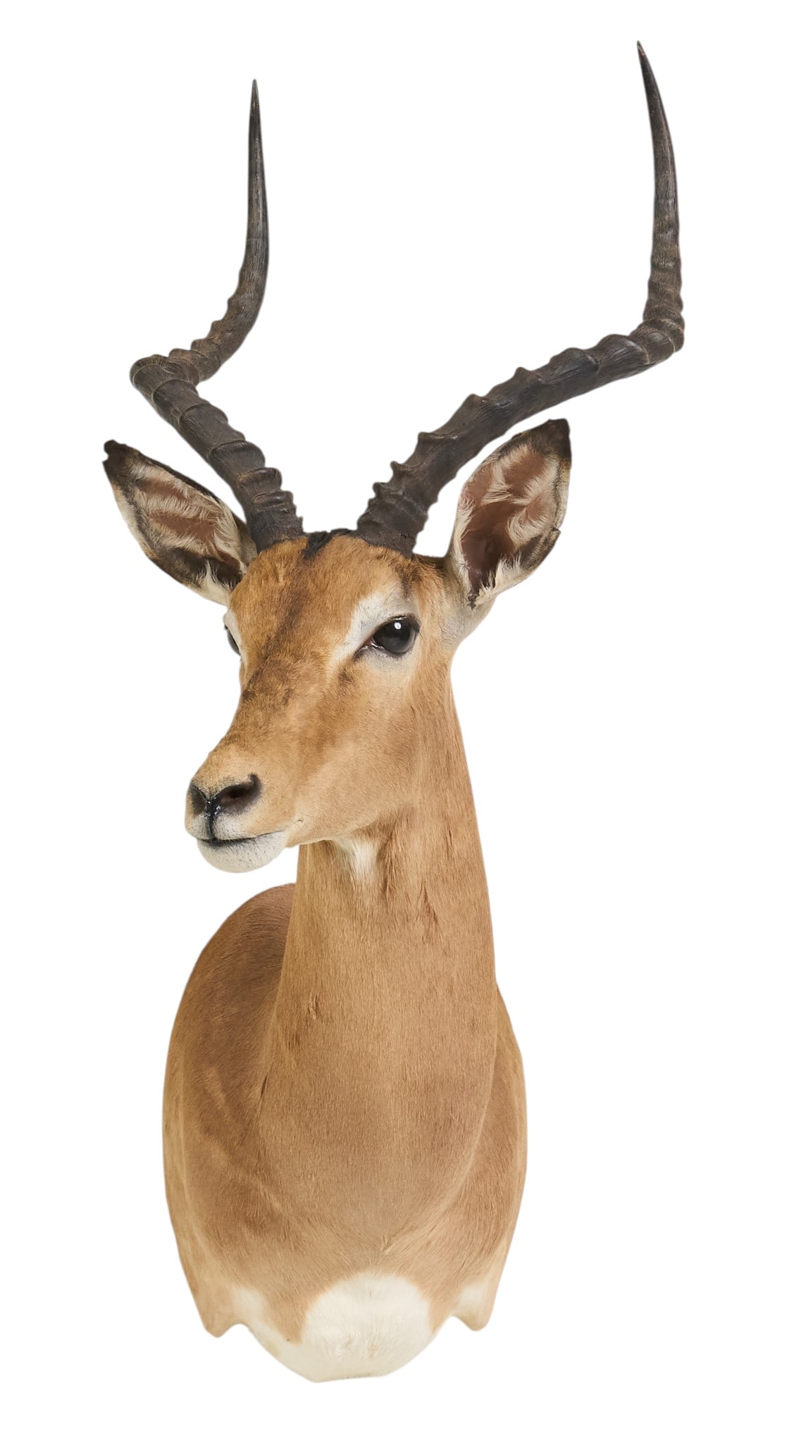 Impala Shoulder Mount - 2