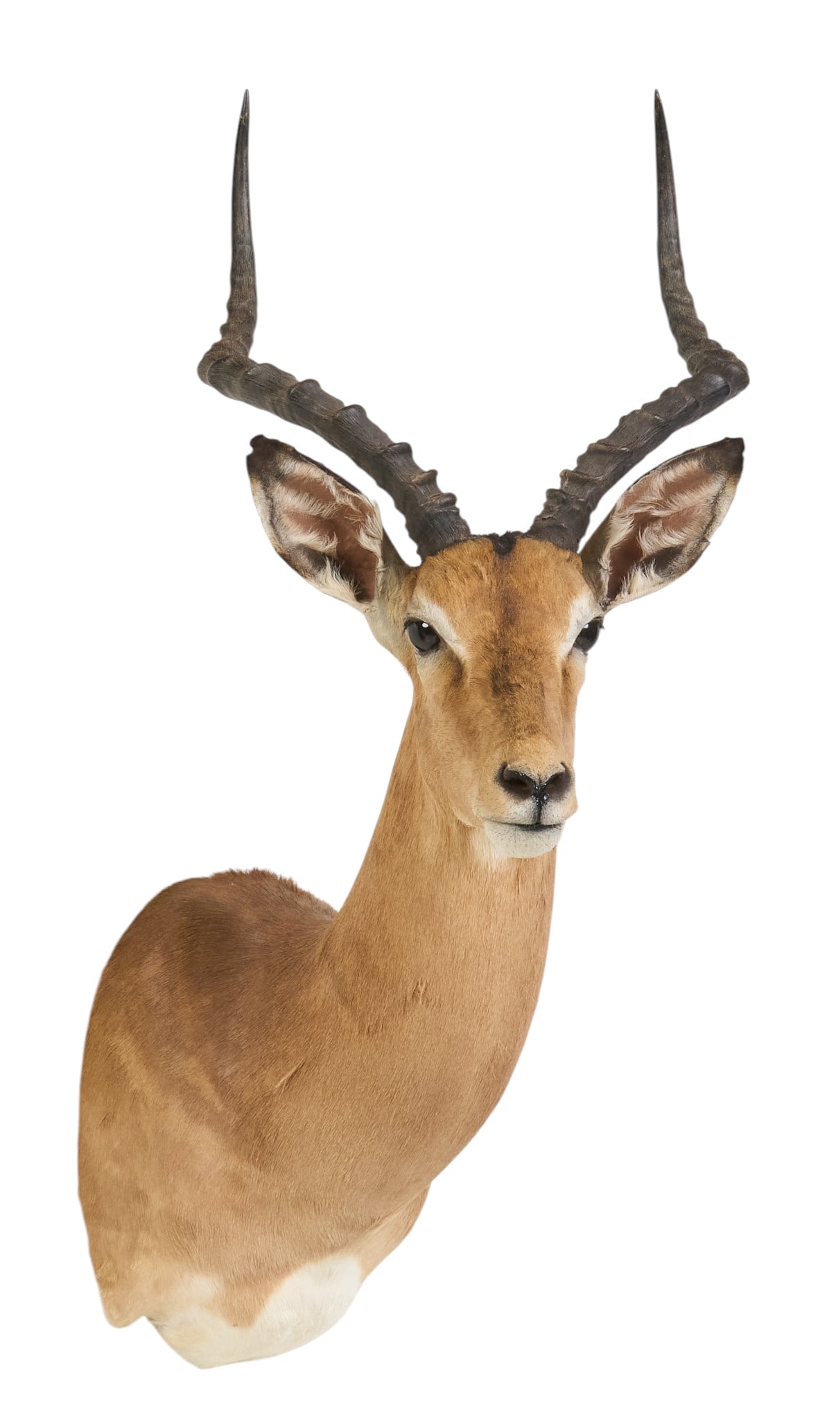 Impala Shoulder Mount - 3