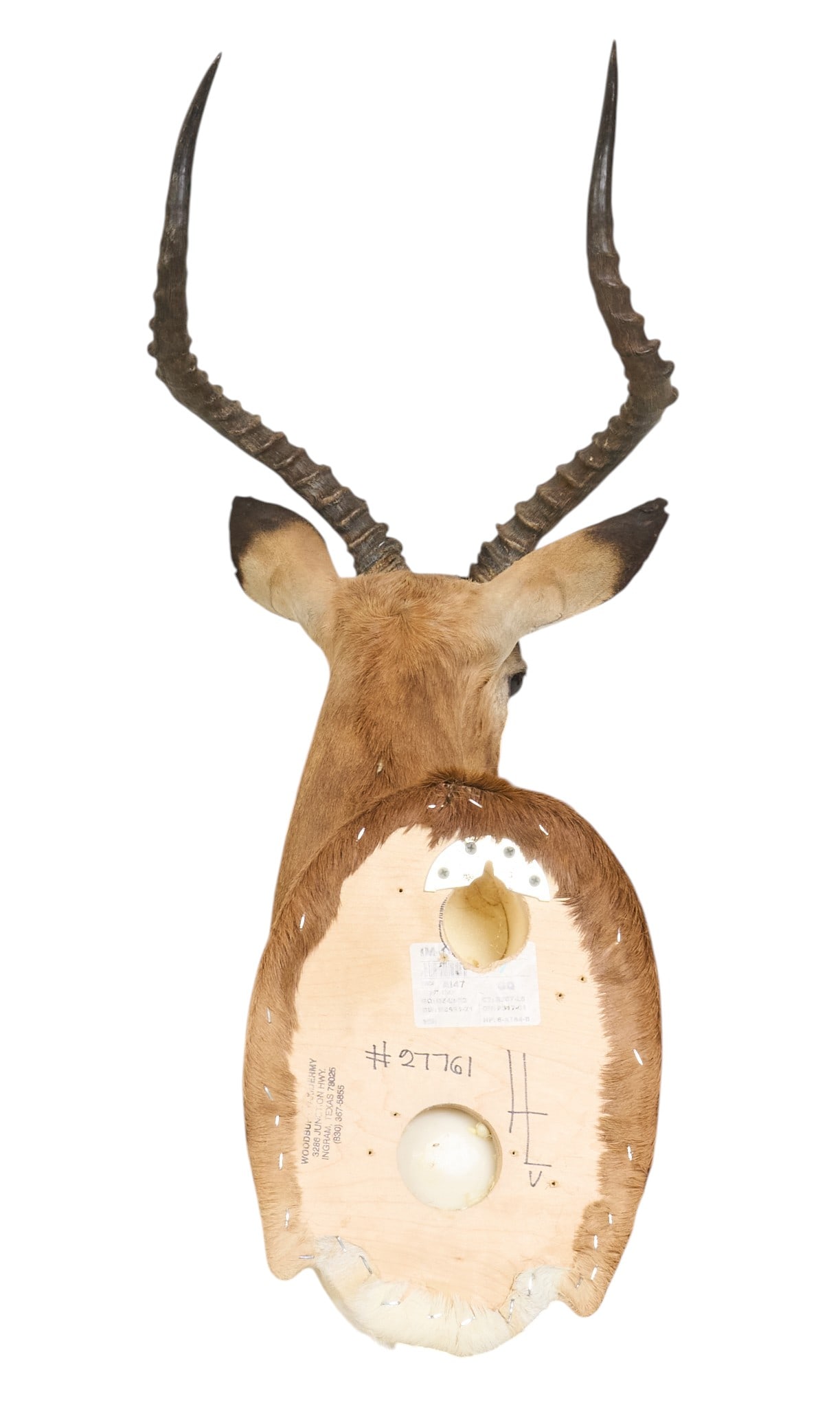 Impala Shoulder Mount - 4