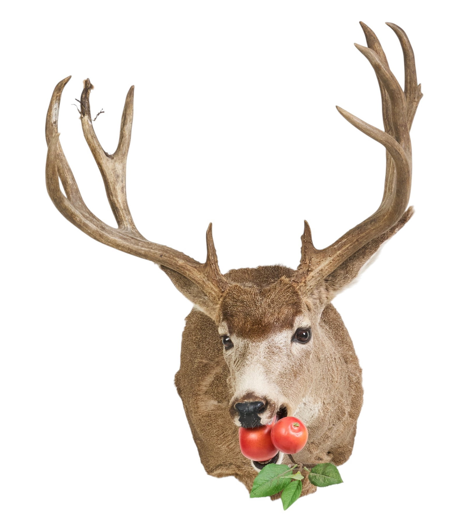 Whitetail Deer Shoulder Mount: White tail deer shoulder mount with 5 x 5 point rack of antlers, displayed with fake apple height 30 in. x width 25 in. x depth 33 in. Provenance: Property from the Estate of Robert A.