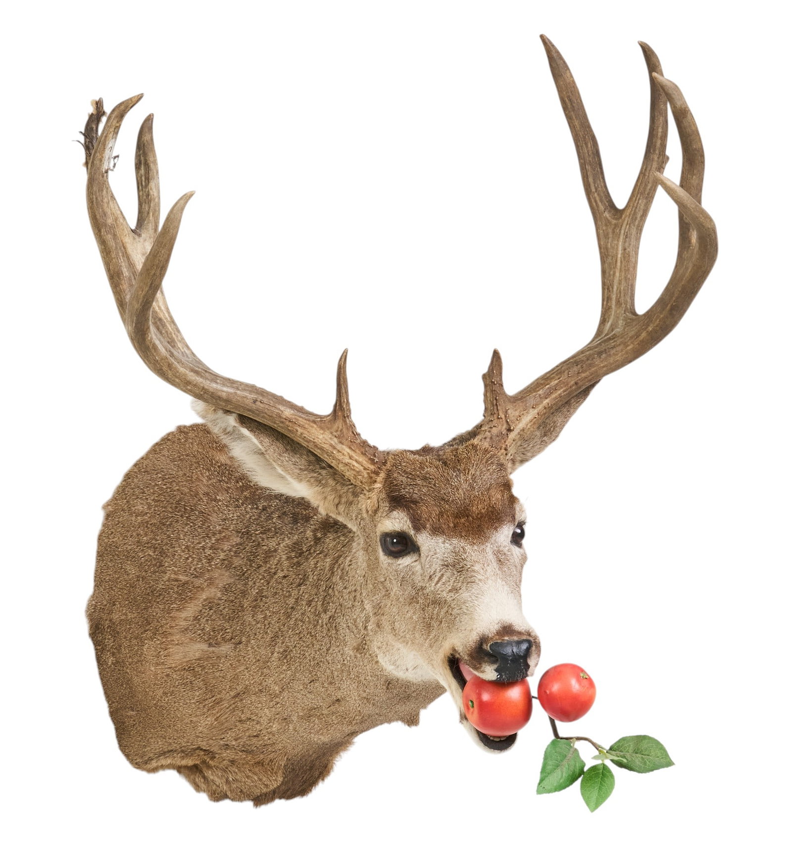 Mule Deer Shoulder Mount - 2