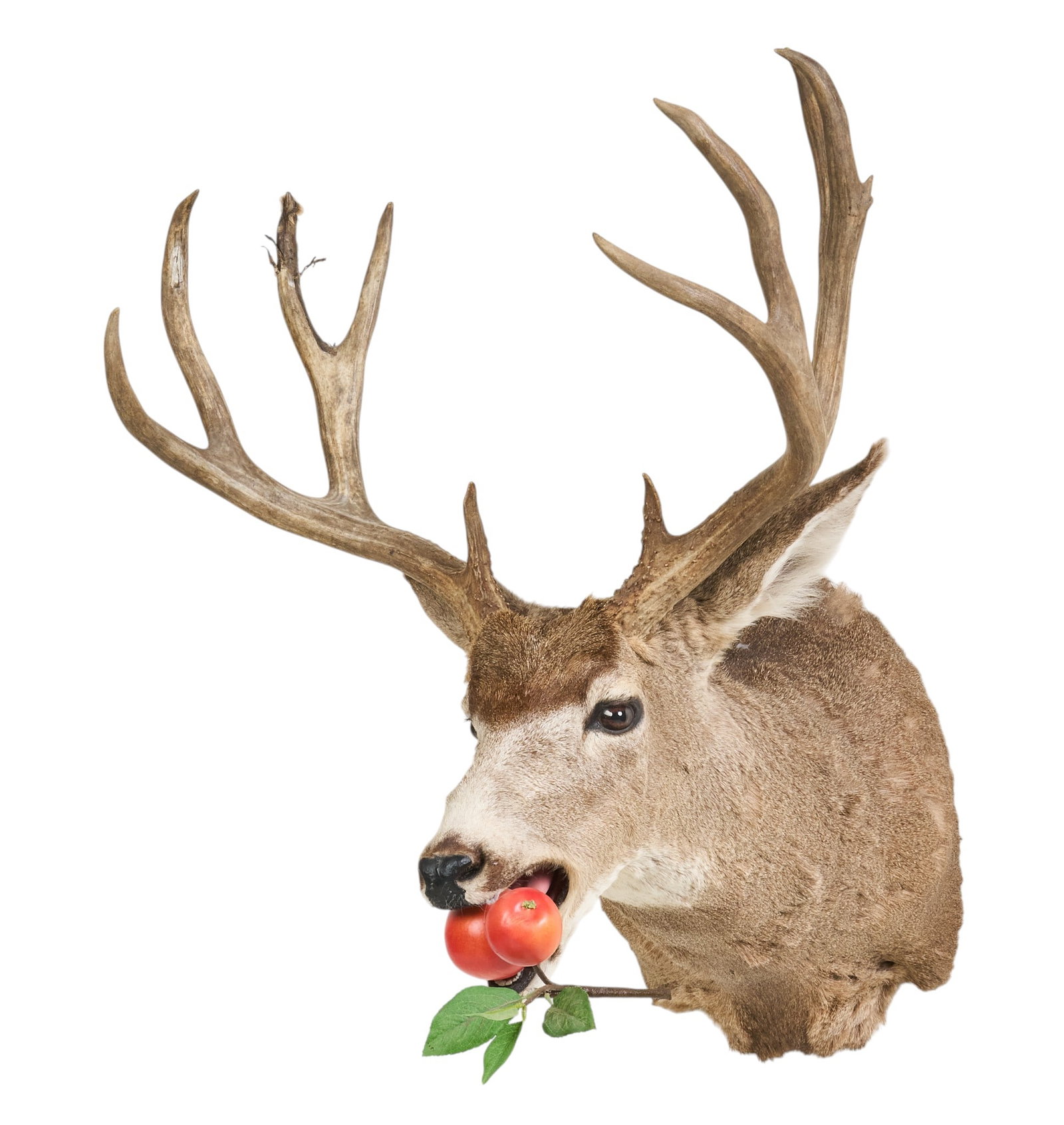 Mule Deer Shoulder Mount - 3