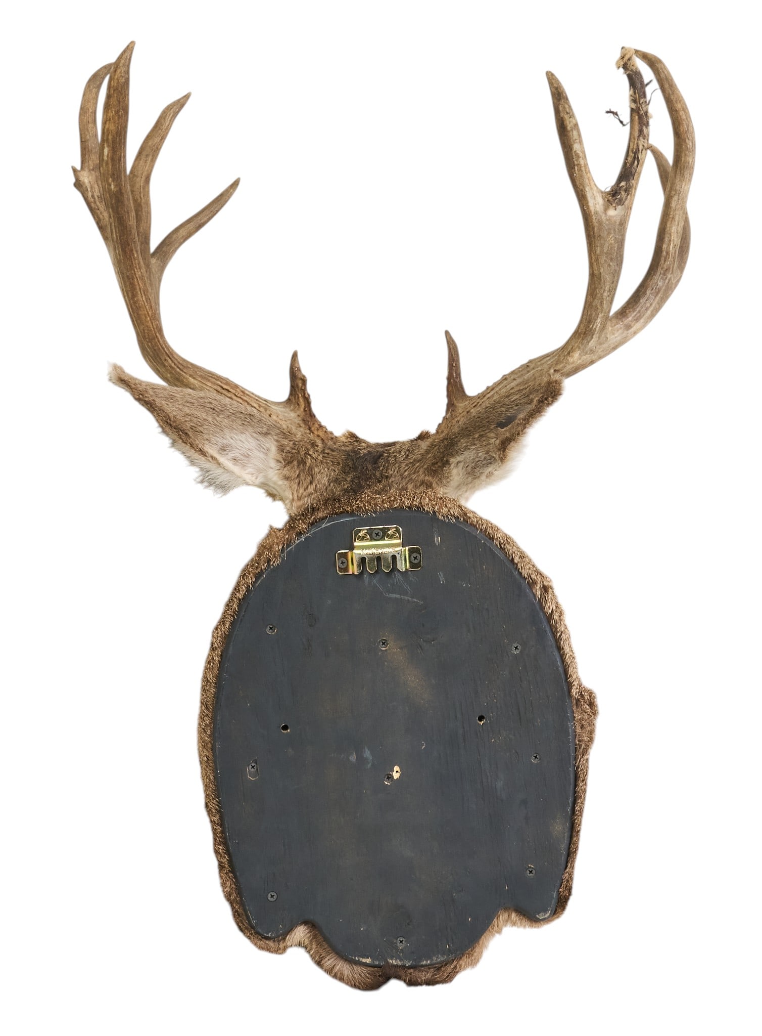 Mule Deer Shoulder Mount - 4