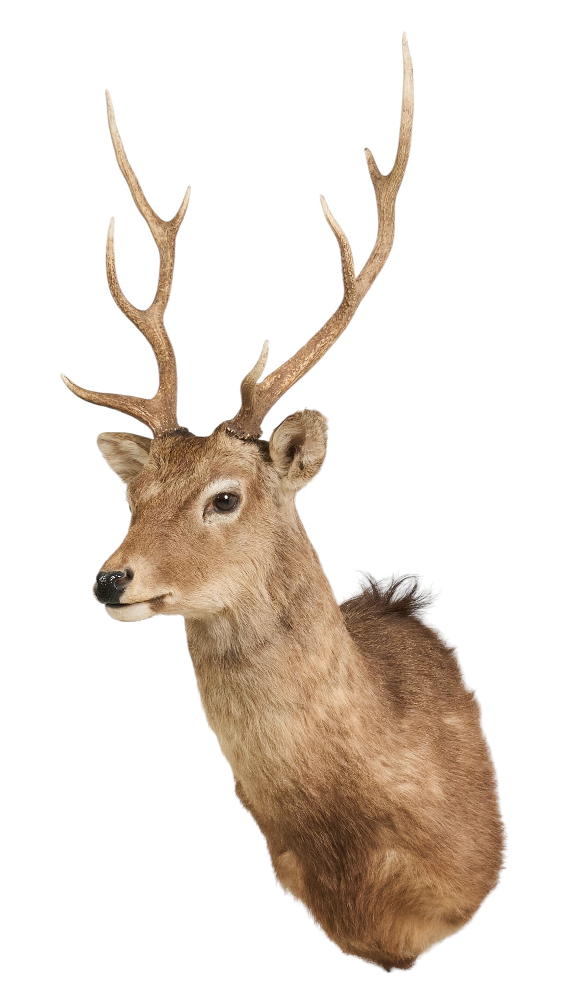 Sika Deer Mount: Sika deer taxidermy mount height 40 in. x width 17 x depth 22 in. Provenance: Property from a home in San Antonio, Texas 